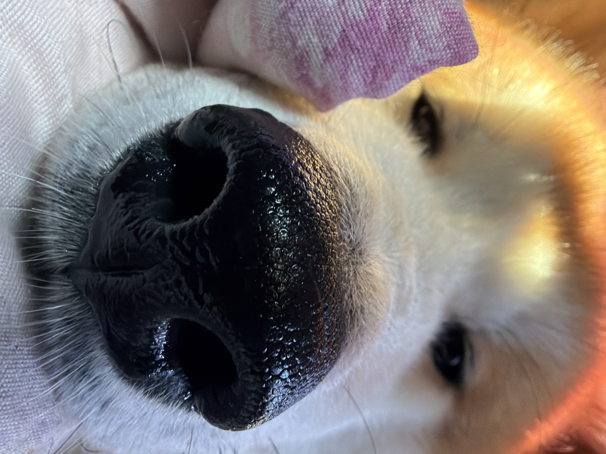 The image is a close-up, macro photograph of a dog's nose and part of its face. The dog has a black, wet nose with visible texture and moisture. To the left of the nose, a portion of a pink, textured fabric or bandage is visible. The fur around the nose is white and gray, with some longer, lighter hairs extending outwards. The background is blurred, with warm lighting that suggests artificial illumination. The scene appears to be indoors, possibly a home environment. There is no indication of the city of Chaikovsky, Russia, in the image.