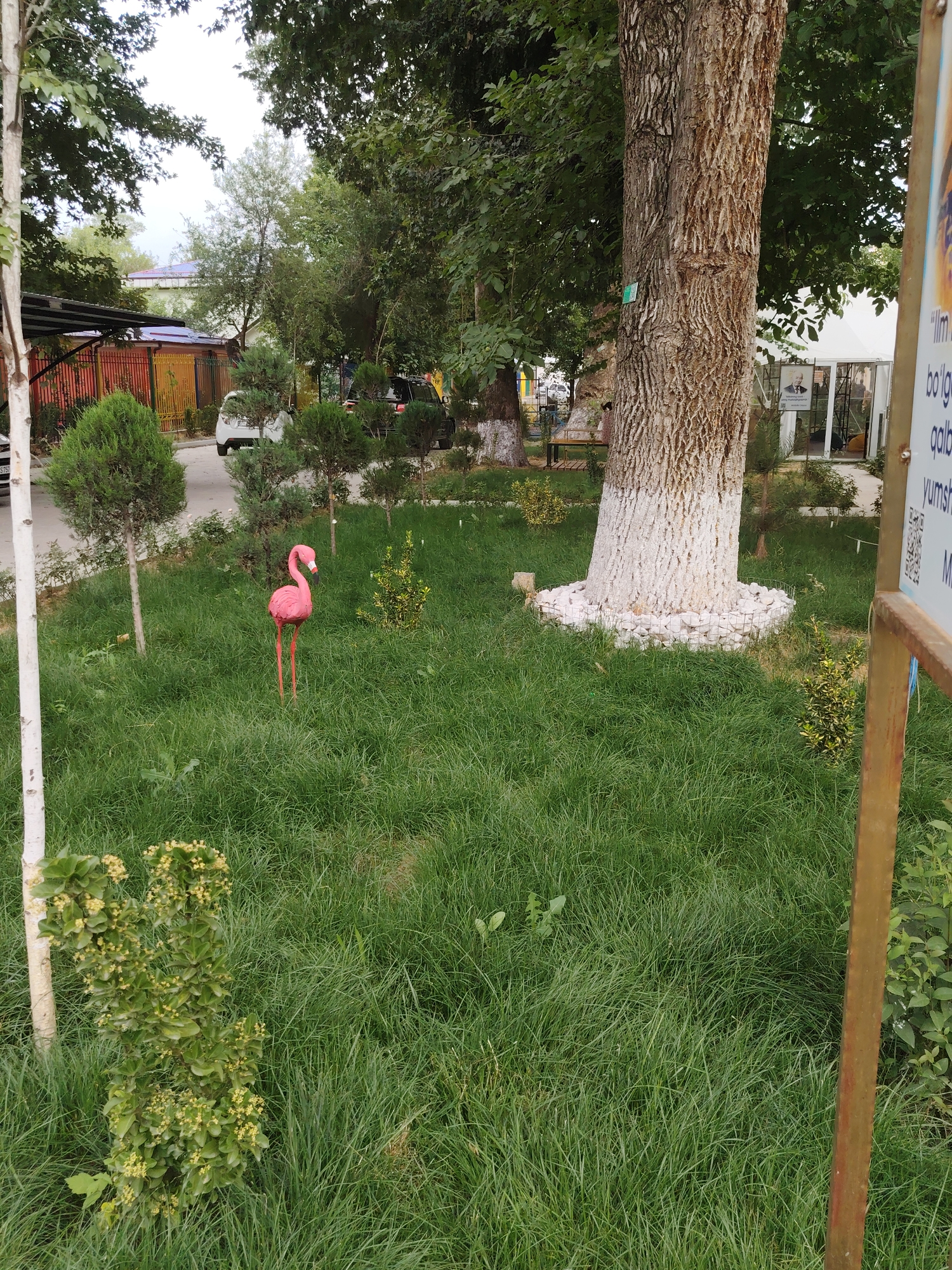 This image captures an outdoor scene in Chirchik, Uzbekistan, featuring a vibrant pink flamingo lawn ornament positioned in the center of a grassy area. The flamingo, with its long legs and distinct silhouette, stands out against the lush green grass. Behind it, a large tree with a textured bark dominates the background, its base circled with white-painted rocks and a wire enclosure. The setting appears to be a park or garden, with other trees, manicured bushes, and a white tent structure visible further in the background. A white car and a dark SUV are parked on a paved area to the left, suggesting a public space or a residential area. The sky is overcast, indicating a cloudy day.
To the right of the image, a vertical wooden pole stands, adorned with a sign displaying some text. Although partially obscured, some of the text is visible, including phrases like "Ilm" and "bolg'a" which are likely in Uzbek. The overall impression is one of a peaceful, well-maintained outdoor environment. The presence of the flamingo ornament adds a playful and whimsical touch to the natural scenery. The time of day is not definitively indicated but appears to be daytime, given the natural lighting.