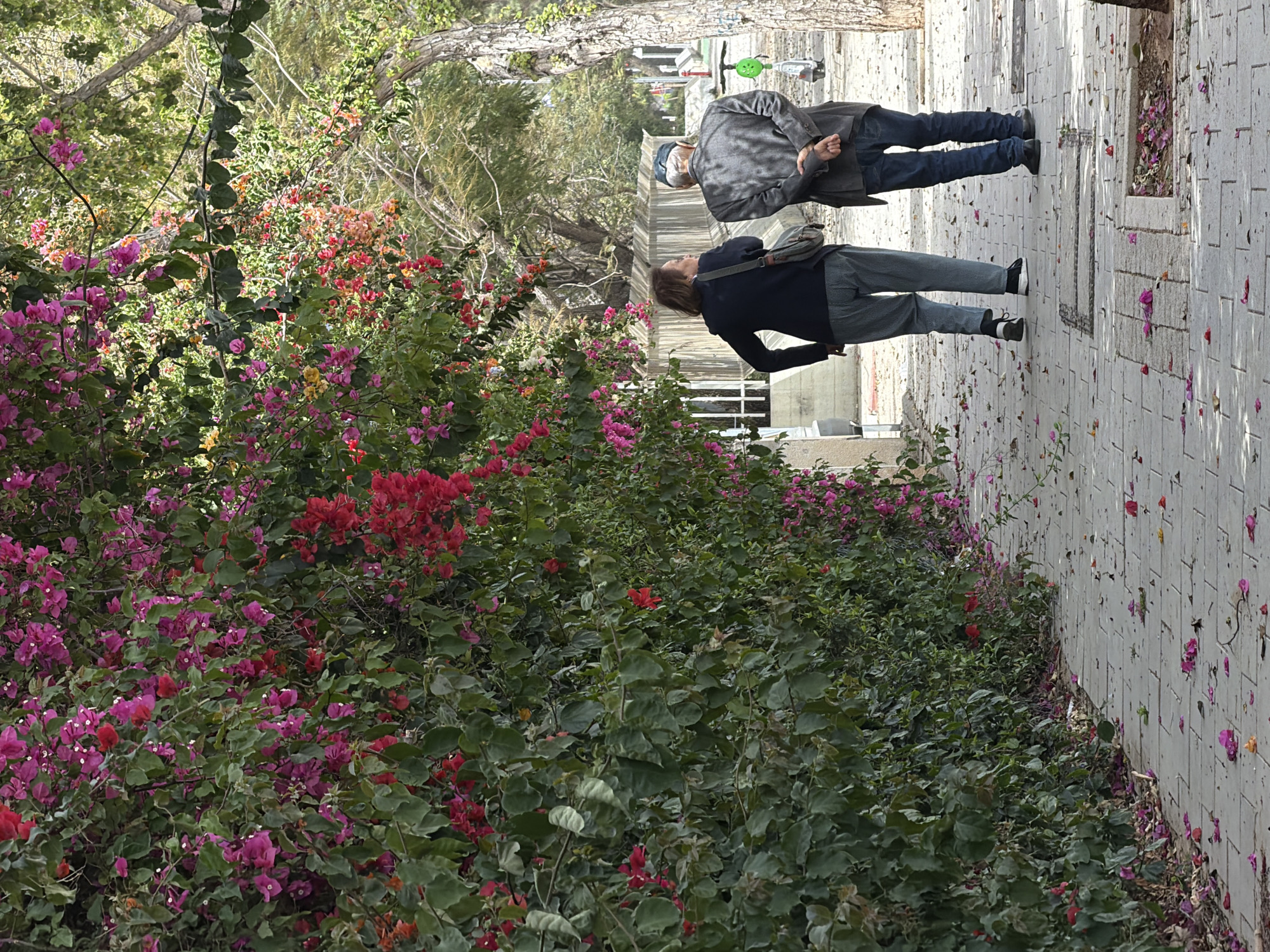 The scene depicts two people walking on a tiled sidewalk in Tel Aviv, Israel. The person closest to the camera is wearing a dark blue top and grey pants. They are walking in the same direction as an older person, who is wearing a plaid jacket, jeans, and a face mask. They are surrounded by colorful bougainvillea bushes. Some of the flowers have fallen on the sidewalk. There is a green scooter parked in the background.