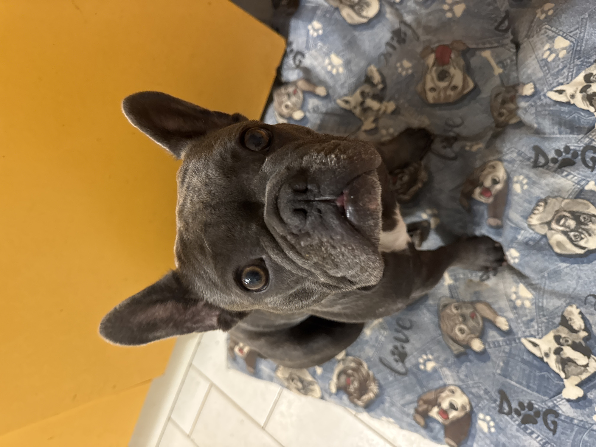 A dark gray French Bulldog is the sole subject of this upward-angle, eye-level photograph, captured indoors. The dog is lying down on a blue blanket covered in a pattern of dog faces and paw prints. The blanket has a denim-like texture and some of the dog faces on it appear to be wearing red hats. The dog's head is tilted upwards, facing the camera, with its mouth slightly open and tongue visible. Its ears are large and perked up.
To the left of the dog, a portion of a bright yellow object, possibly a wall or furniture, is visible. The background consists of the patterned blanket and a white tiled surface beneath it, suggesting a floor. The lighting appears to be artificial, typical of an indoor environment. There is no indication of the time of day or weather conditions. The dog's expression is alert and perhaps playful. Visible text on the blanket includes "LOVE" and "DOG" in a stylized font, along with paw prints. No people are present in the image.