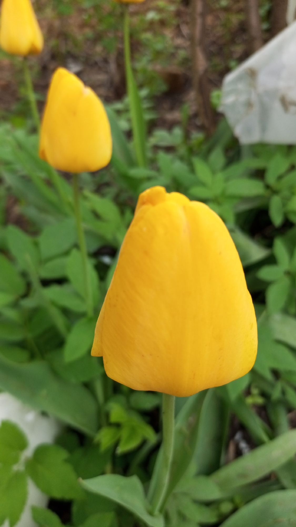 The image shows a close-up of two yellow tulips in a garden setting. The main tulip is in the foreground, prominently displayed with a tightly closed blossom, while the second tulip is smaller and slightly out of focus in the background. Green foliage surrounds the tulips. A white plastic bag is visible in the upper right quadrant. The setting is Юдино, Russia.