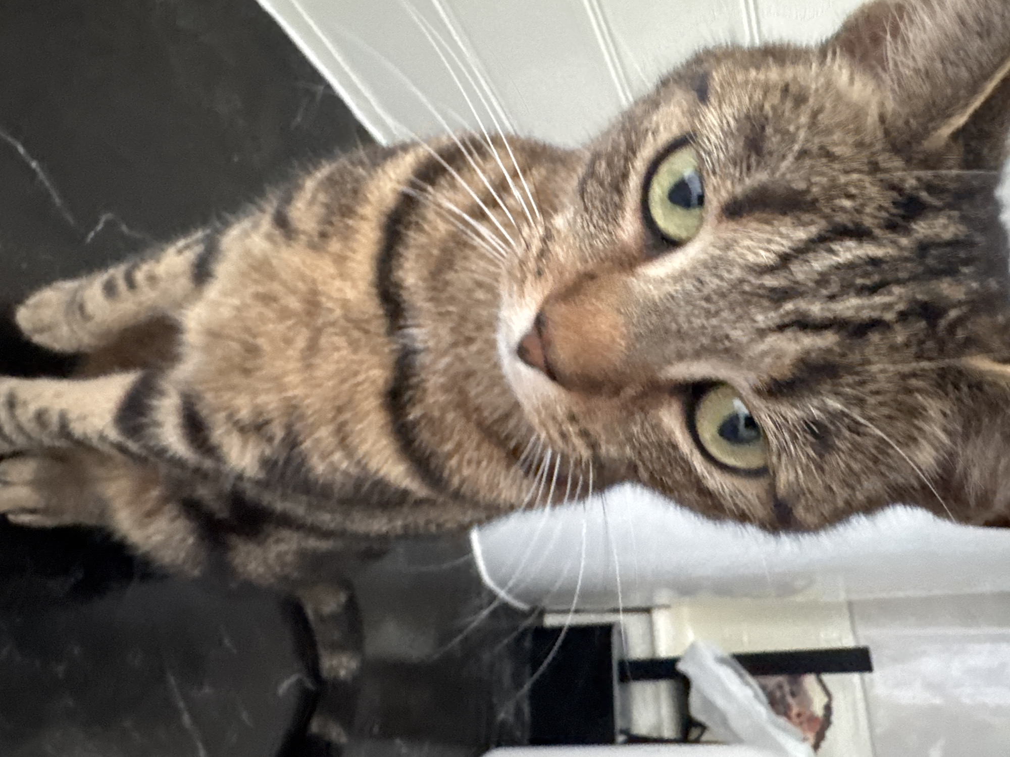 A close-up, low-angle shot depicts a brown tabby cat with green eyes looking directly at the camera. The cat is positioned on a black surface, possibly a countertop. The background contains a white surface with a white plastic bag. The location is unknown, not specified in image data. No information on the location in the city of Desborough, United Kingdom is provided.