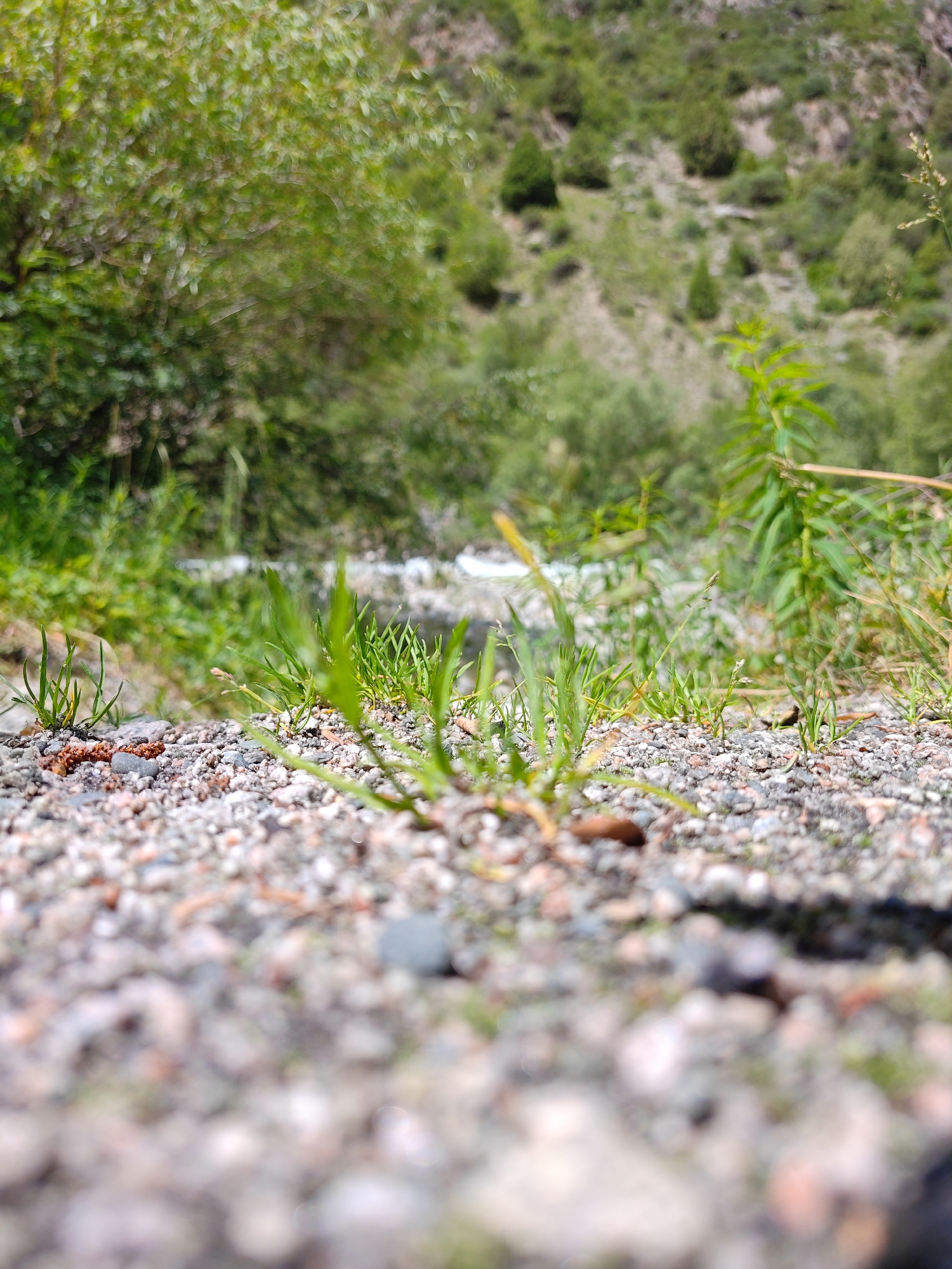 The image is a low-angle shot of a rocky and grassy terrain with a blurred background of trees and a hillside. In the foreground, small green blades of grass emerge from a surface covered in small stones and pebbles. The stones vary in color, with shades of grey, pink, and brown visible. A few dry leaves or pine needles are also scattered among the rocks.
In the middle ground, more grass and some taller green plants are visible, with a blurred body of water, possibly a stream or river, flowing behind them. The water appears bright and somewhat white, suggesting it might be turbulent or reflecting sunlight.
The background features a dense area of green trees, with some more distant trees and shrubs on a rocky, barren hillside. The hillside is dotted with what appear to be evergreen trees. The overall impression is that of a natural outdoor setting, possibly a mountainside or a riverbank.
The lighting suggests it is daytime, likely bright sunlight given the highlights on the water. There are no people or explicit man-made objects, suggesting a natural landscape. The focus is very shallow, with the foreground sharp and the background progressively blurred, creating a sense of depth. The image conveys a peaceful and natural atmosphere. No text is visible in the image.