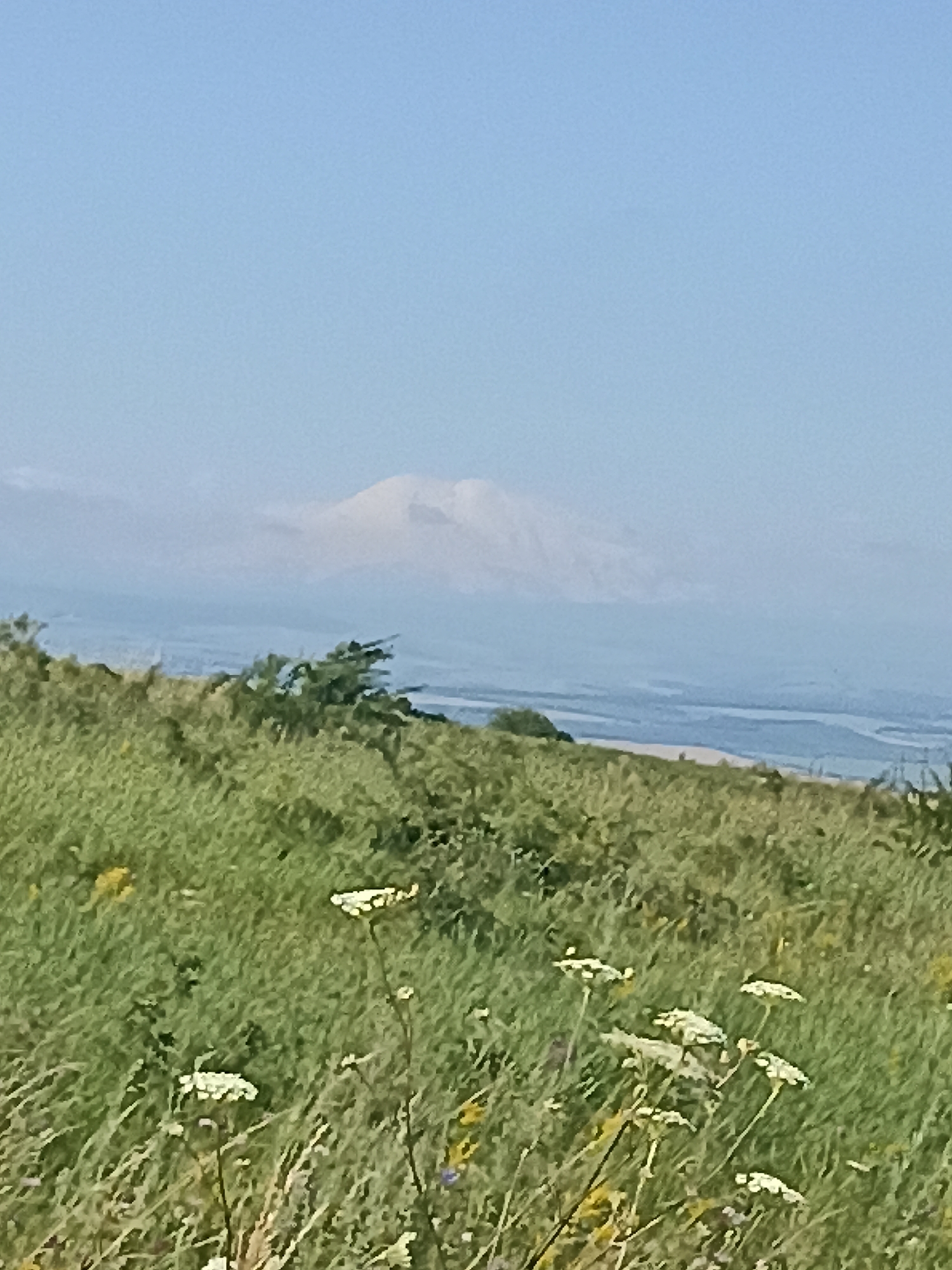 The image shows a distant mountain range, likely Mount Elbrus, shrouded in haze, under a pale blue sky. In the foreground, a grassy hillside is dotted with wildflowers, some of which are white and delicate. A few trees are visible on the slope, and the overall impression is of a rural or natural landscape. The scene is likely located in or near the city of Lermontov, Russia, given the reference to Mount Elbrus, which is visible from the city. There are no people or animals in the image.