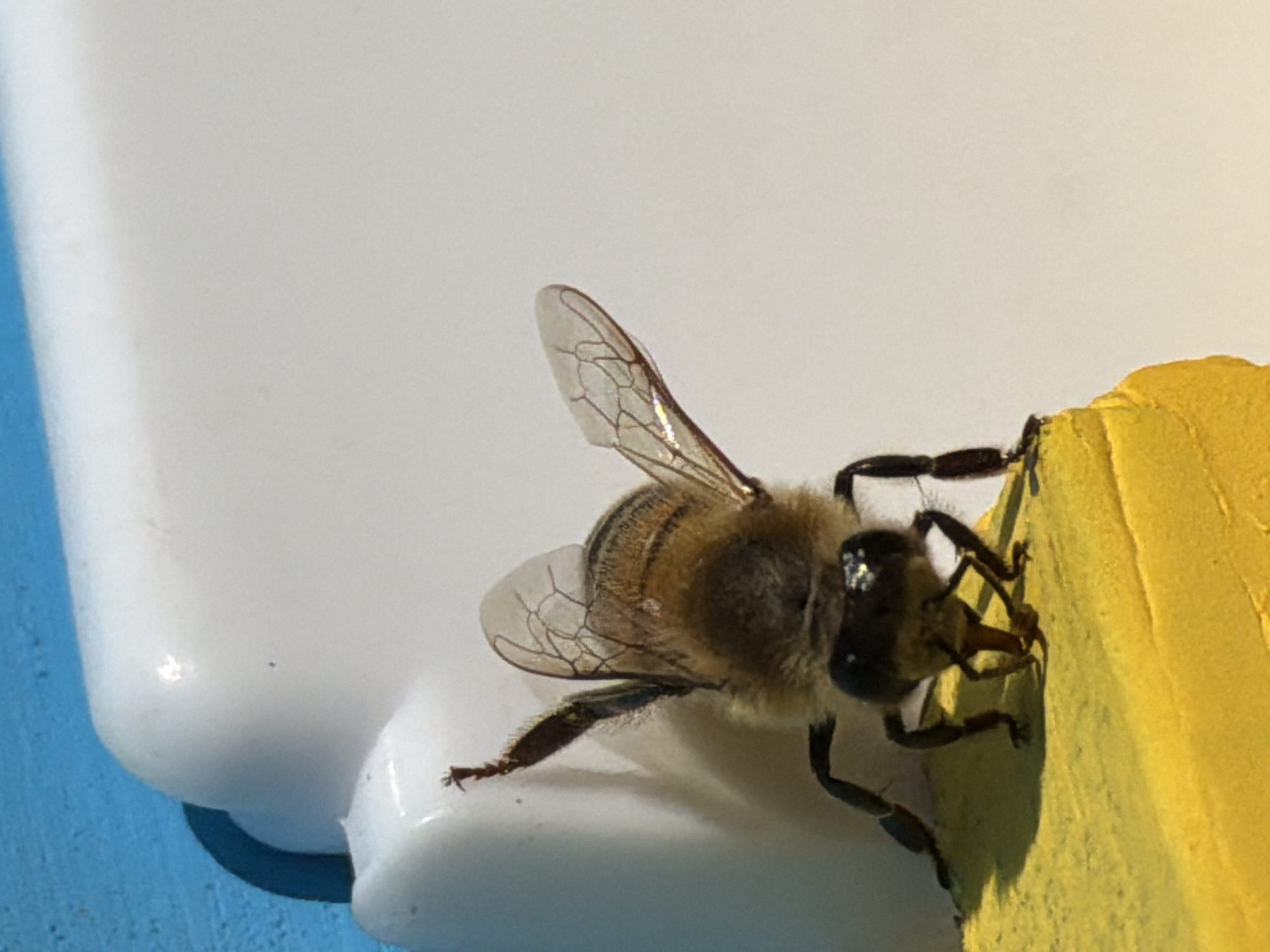 A honeybee clings to a yellow object adjacent to a white object, which is in front of a blue background. The location, Ol'khovo, Russia, is not deducible from the image.