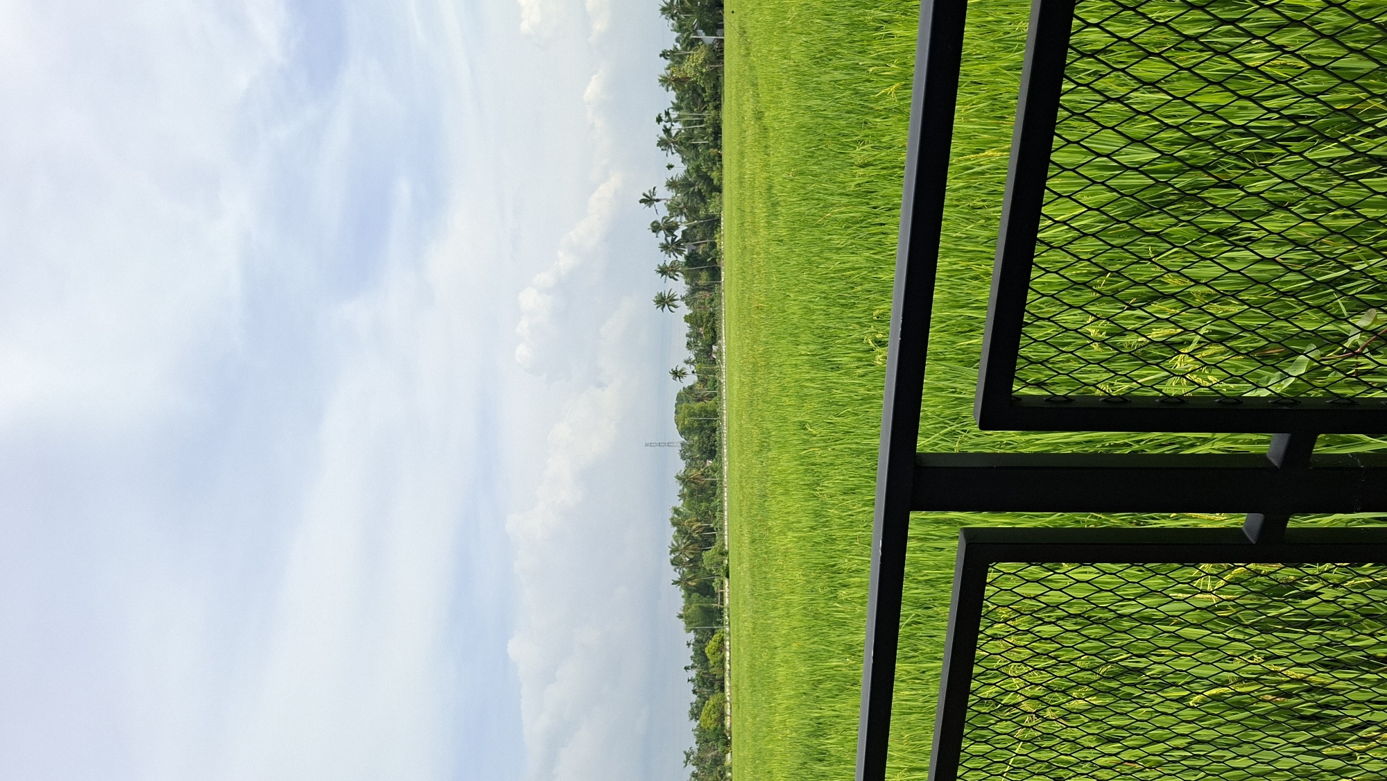 The image depicts a lush, green rice paddy field under a partly cloudy sky. In the foreground, a black metal fence with a diamond-shaped mesh pattern partially obstructs the view of the field. Beyond the fence, the expansive rice field stretches to the horizon, dotted with the tops of rice stalks. A line of palm trees and other foliage forms a dense border along the far edge of the field, with a few scattered buildings and a communication tower visible among the trees. The sky above is a soft blue, with scattered white clouds. This scene is located in Keudebayu, Indonesia.