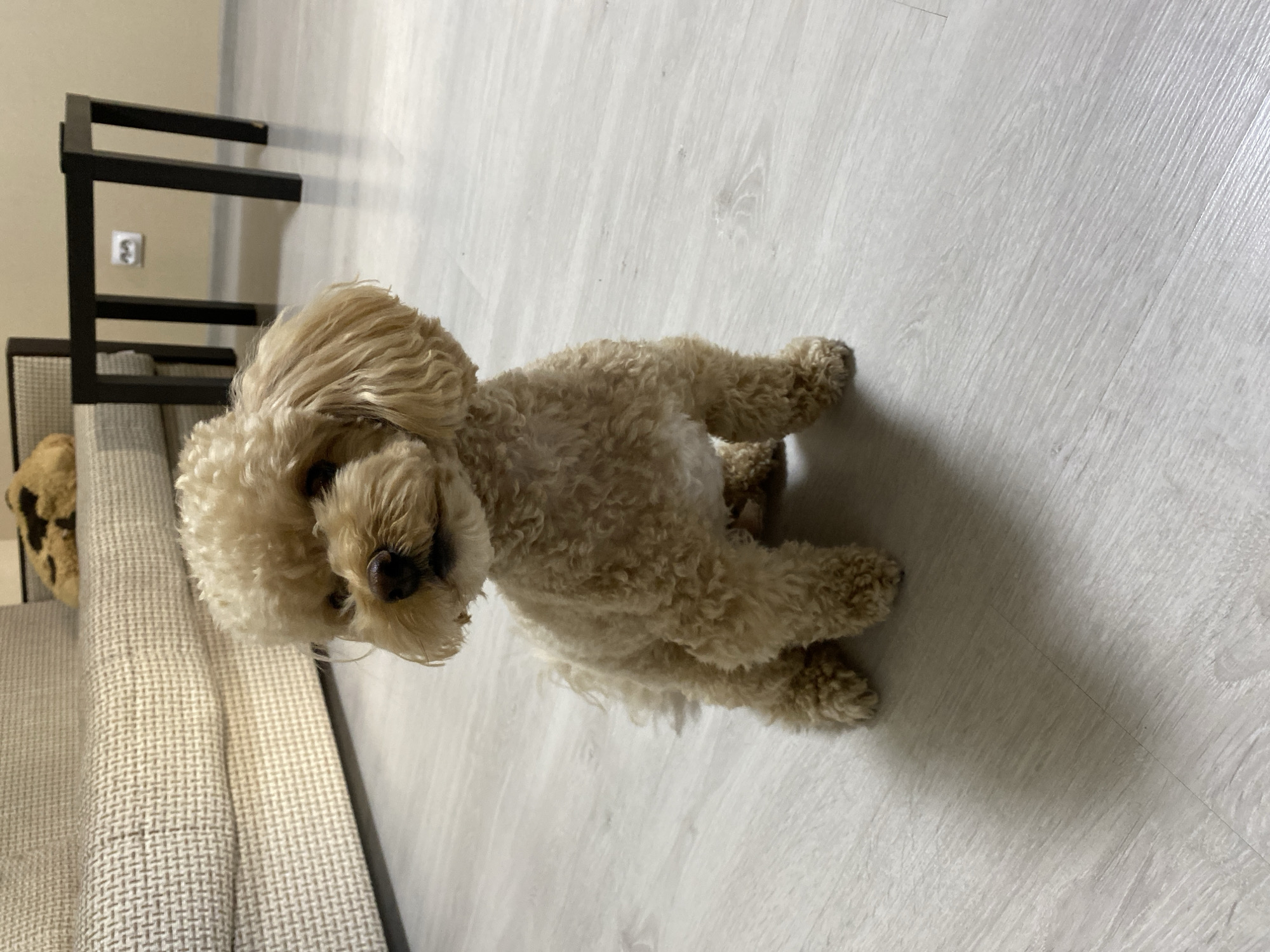 A light-colored poodle is lying on a light-colored wooden floor. The dog is facing towards the camera with its head tilted slightly. Its eyes are dark and its nose is brown. Its fur is curly and light brown in color. The dog is on its side, with its paws tucked in. The background is a simple wooden floor, with a hint of a couch and a dark metal shelf unit visible on the left side of the image. The lighting is soft and natural, suggesting it is daytime. There is no visible text in the image. The setting appears to be indoors, possibly a living room or a bedroom, in a residential location in Novosergievka, Russia. The overall mood is calm and relaxed, with the dog appearing comfortable and at ease.