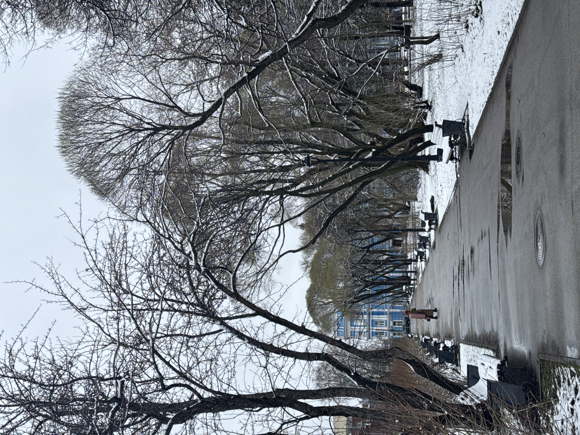 The image captures a quiet winter scene in a park or alleyway, likely in Perm, Russia. A paved path, possibly asphalt, stretches from the foreground into the background, flanked by snow-dusted ground and bare trees. The path itself appears somewhat damp in places and features several circular metal manhole covers.
Along the left side of the path, a row of dark park benches are visible, some lightly covered with snow. Numerous deciduous trees with intricate, leafless branches, also dusted with snow, line both sides of the pathway. A particularly large tree on the far left exhibits a remarkably full and rounded canopy shape, formed by its dense network of slender branches.
A single person is depicted walking along the path, moving away from the viewer towards the background. They are wearing a long, light-colored coat, possibly pink or red, and a hat.
In the mid-ground, nestled behind the trees on the left, a prominent light blue building with distinctive white window frames and architectural details stands out, suggesting an urban backdrop to the natural park setting.
The scene is set on an overcast winter day, with a soft, gray sky and light snow covering the ground, branches, and benches, indicating cold temperatures. No discernible text is visible within the frame. The overall atmosphere is serene and characteristic of a quiet winter landscape.