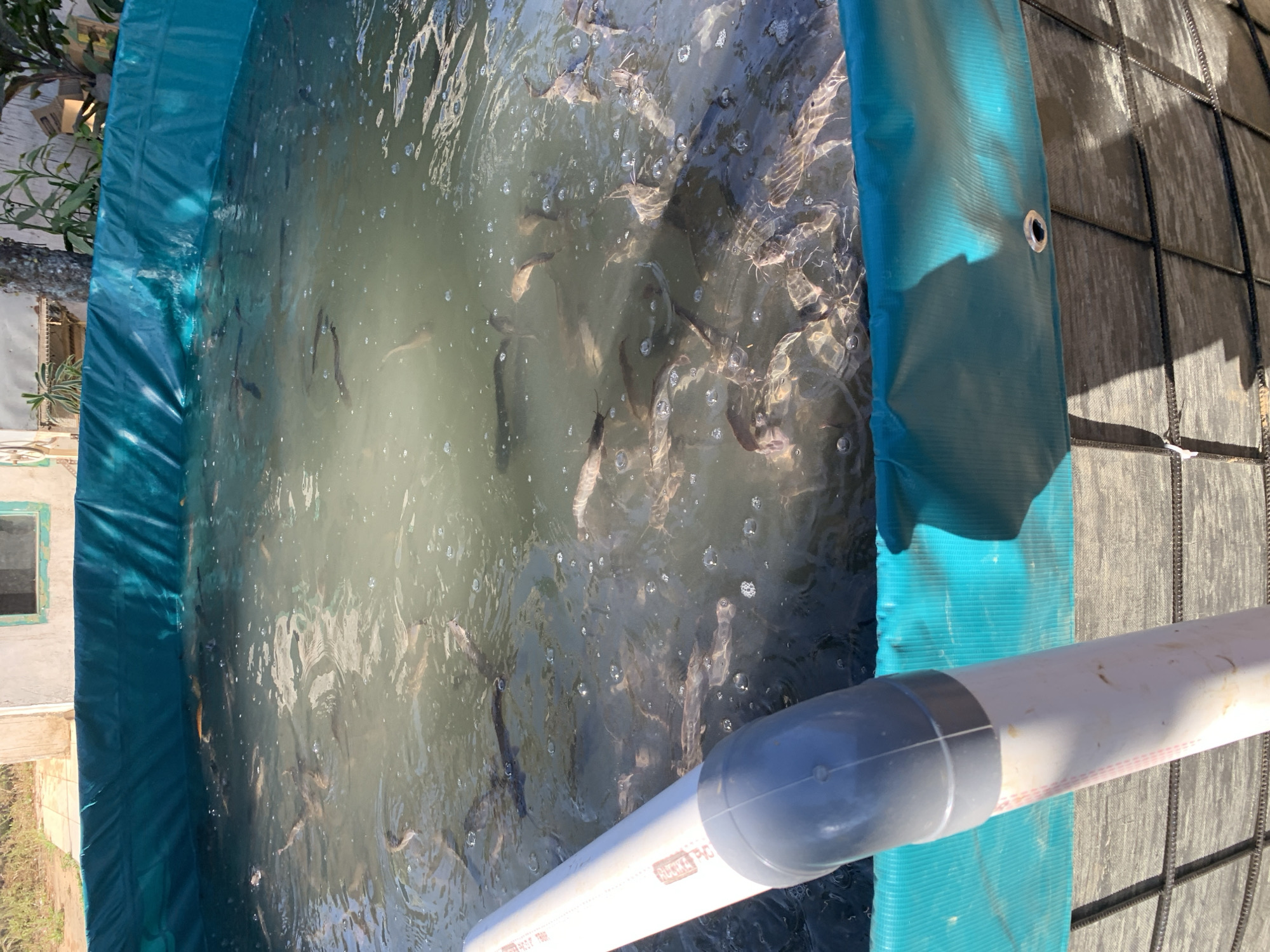 A close-up shot captures a circular, above-ground fish pond filled with murky water and numerous fish. The pond liner is a vibrant teal color, and the outer structure appears to be made of black mesh or netting. A white PVC pipe, angled from the foreground and partially submerged, enters the pond, likely for water circulation or drainage. The water's surface is disturbed by the movement of the fish, creating ripples and bubbles. In the background, the edge of a simple building with a light-colored wall and a dark-trimmed window is visible. The surrounding area is uncultivated with dry vegetation and a tree trunk. The scene appears to be outdoors in a rural or semi-rural setting, consistent with a fish farm in Tanggung, Indonesia.