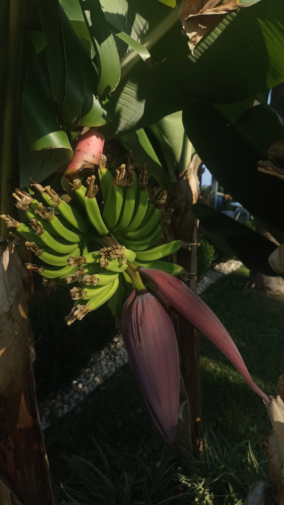 A bunch of green bananas hangs from a banana plant, with a large purple banana flower below it. The scene is outdoors, with sunlight casting shadows on the large green leaves of the plant and on the ground. The background shows a grassy area with some gravel and what appears to be a fence or building in the distance. The time of day appears to be either morning or late afternoon, given the angle of the sunlight. The overall impression is one of growth and nature, with a tropical or subtropical setting implied by the banana plant. There is no visible text in the image.