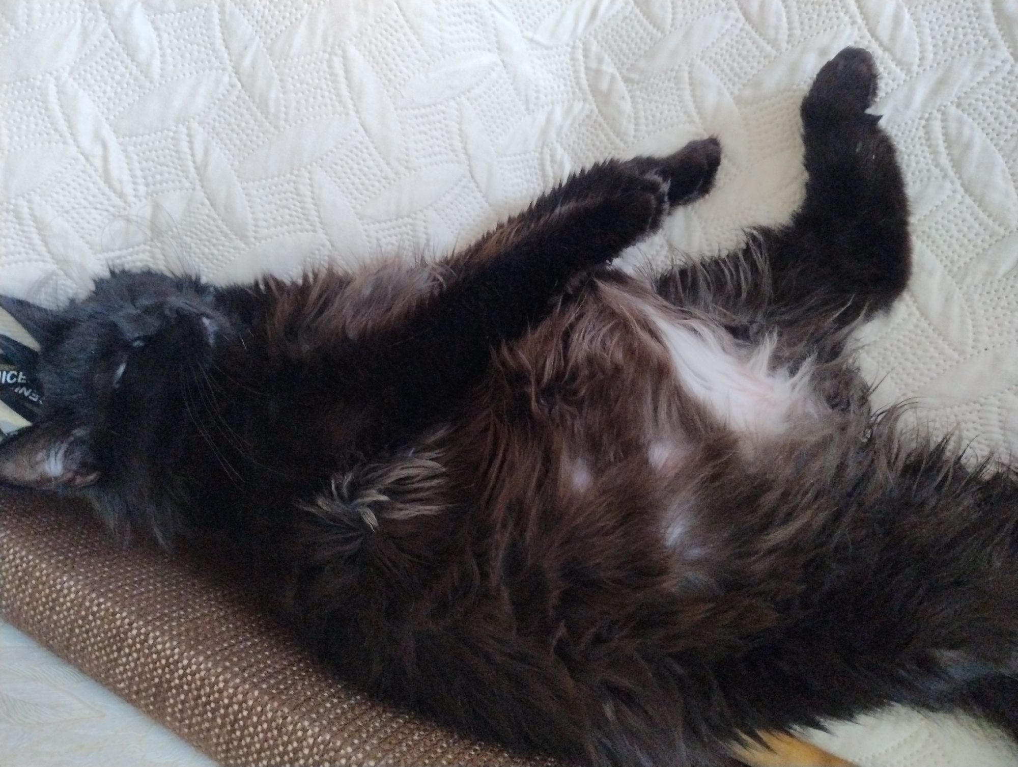 A black, long-haired cat is lying on its back on a white quilted surface. The cat's eyes are closed, and its mouth is slightly open. Its belly is exposed, revealing white fur. The cat's tail is curled around its body. To the left of the cat is a brown, textured surface, possibly a sofa or cushion. The background is a white, quilted fabric with a diamond pattern. The lighting suggests an indoor environment. The location is Unknown, Unknown.