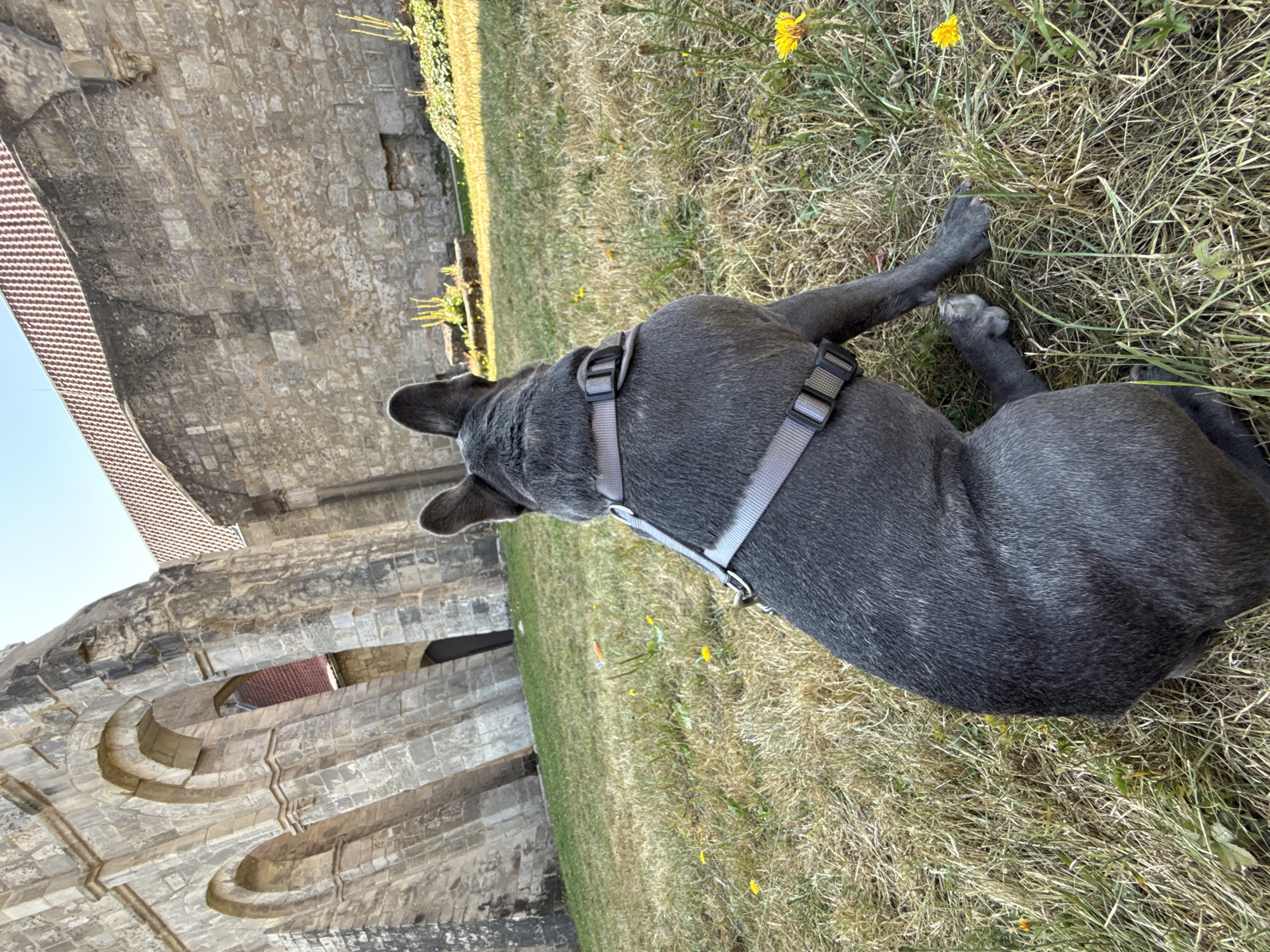 A dark gray French bulldog wearing a gray harness is sitting on a grassy area with dry patches and scattered yellow wildflowers. The dog is facing away from the camera, looking towards a large, ancient stone structure with arched openings and a red-tiled roof. The structure appears to be part of the Walkenried Abbey ruins in Walkenried, Germany. The sky is clear and blue. The sunlight casts shadows, indicating it is daytime.