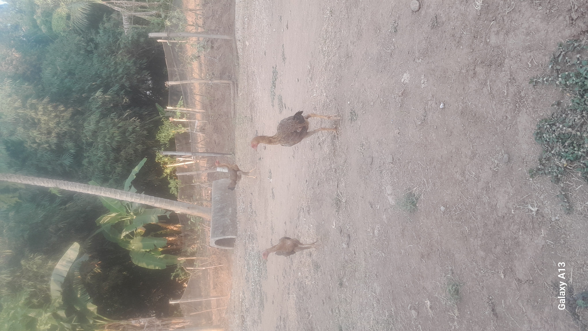 In Hadipolo, Indonesia, four chickens are visible in an outdoor setting. Three chickens are in the foreground, two standing and one facing left, while the third stands facing right. A fourth chicken is in the background, facing left. The ground is dirt and sparse vegetation, with a concrete pipe and fence in the background. Behind the fence, trees and foliage are present. The image is bright and appears to be taken during the day.