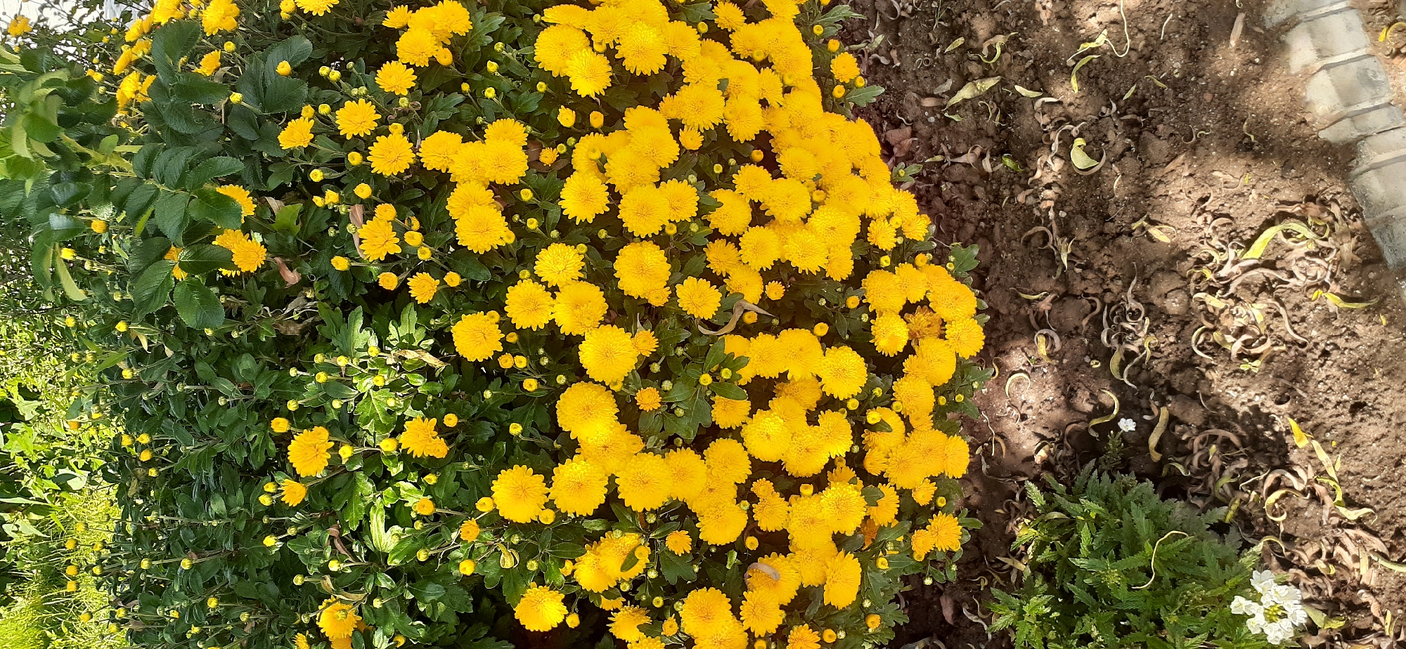A cluster of yellow chrysanthemums is densely planted in a garden bed, interspersed with green foliage and some fallen leaves on the soil. The flowers are predominantly in full bloom, with a few buds visible. The ground appears to be dry soil with organic debris. A few white flowers and green leafy plants are present on the lower left side of the frame. The scene is outdoors with natural lighting. The location is Choktal, Kyrgyzstan.