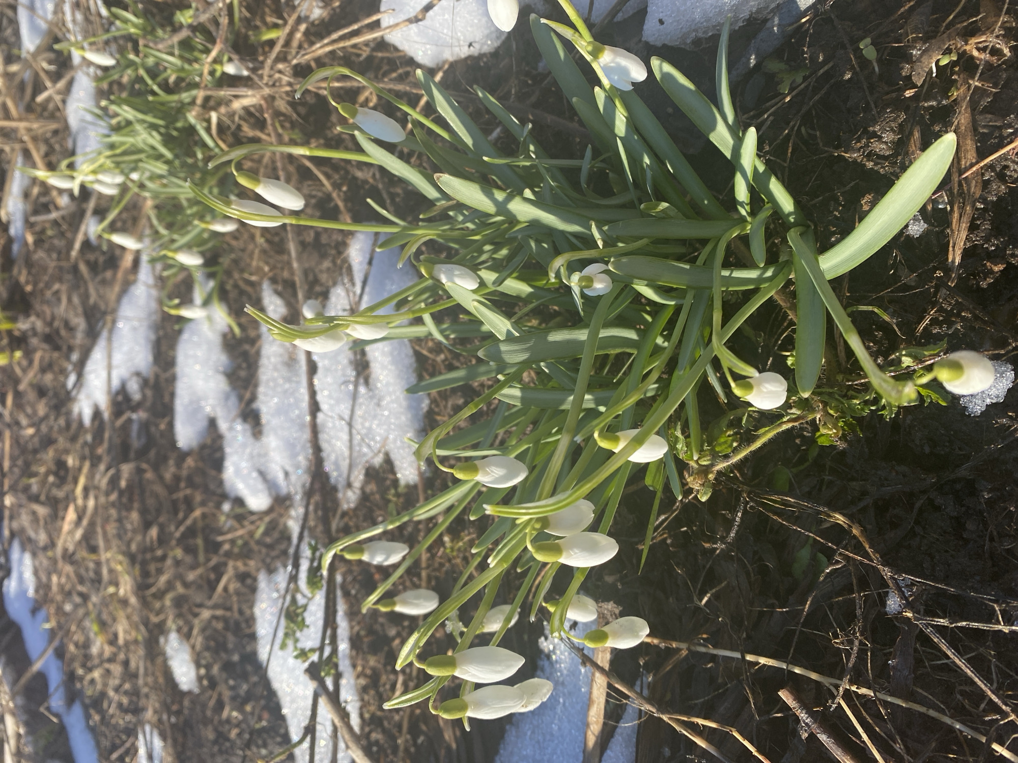 The image depicts a cluster of snowdrop flowers emerging from the ground. Patches of melting snow surround the plants, indicating a transitional season. The background consists of bare earth and some dried vegetation. The image was taken in Прикамский, Russia.