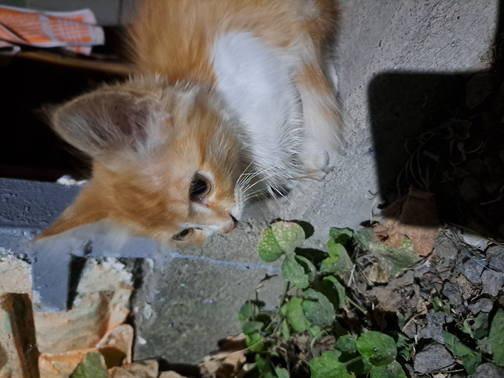 A ginger and white kitten is positioned on a concrete surface, near some green foliage and rocks. The kitten is looking to the left of the frame with its ears pointed up. The background shows a textured wall and what appears to be a towel hanging on the right. The scene is dimly lit, casting a shadow of the kitten on the ground. The location is identified as Vypasne, Ukraine.