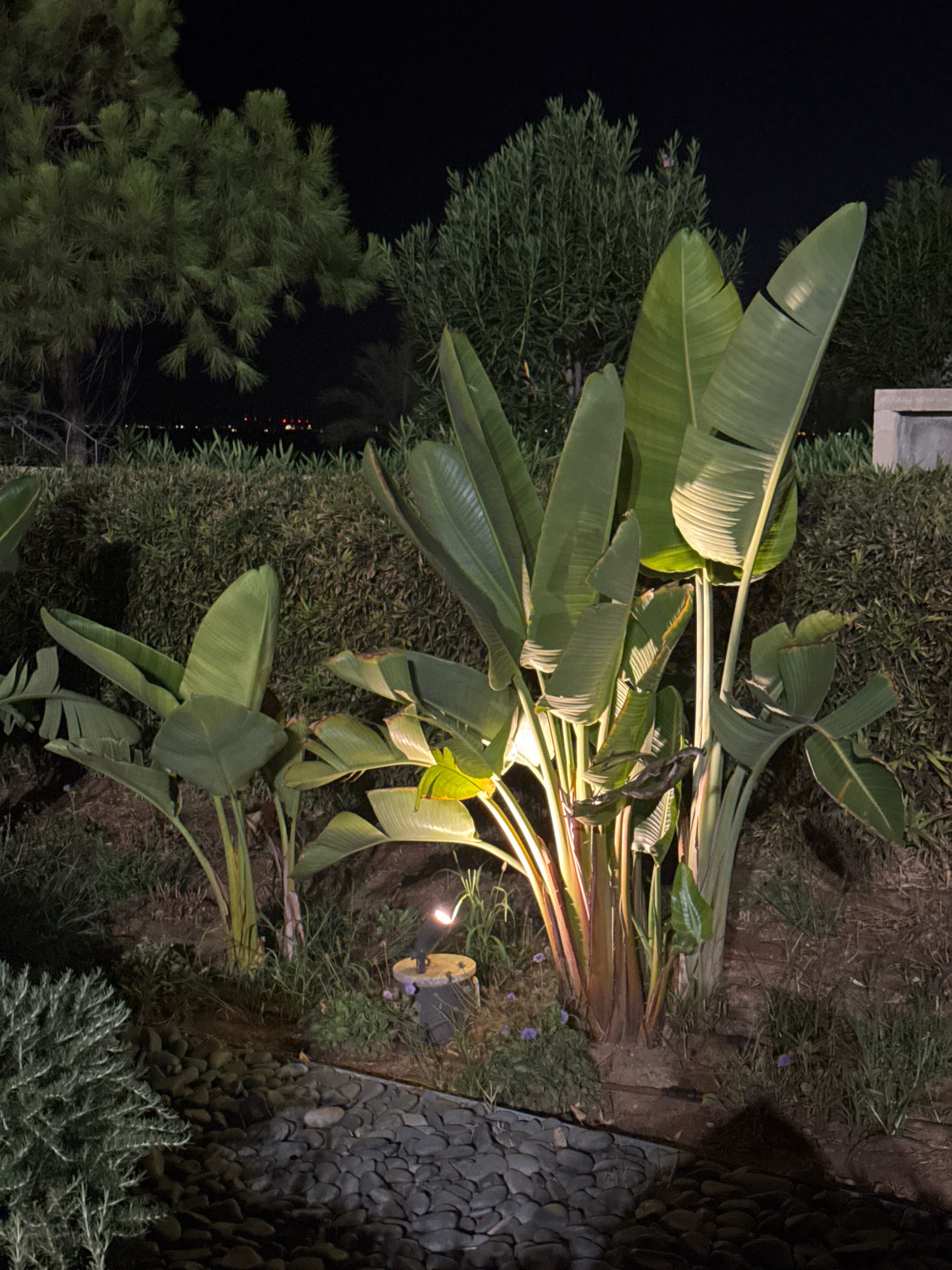 The image depicts an outdoor scene at night in Parekklisia Community, Cyprus. A cluster of large, leafy plants, possibly Bird of Paradise, are illuminated by spotlights, casting warm light on their stalks and foliage. The plants are situated in a garden area with a path of dark, flat stones in the foreground. Behind the plants is a dense, green hedge. In the background, silhouetted trees are visible against a dark night sky, with distant lights suggesting a settlement. There are no people or animals visible in the frame. The lighting creates a dramatic, atmospheric effect, highlighting the tropical nature of the plants.
