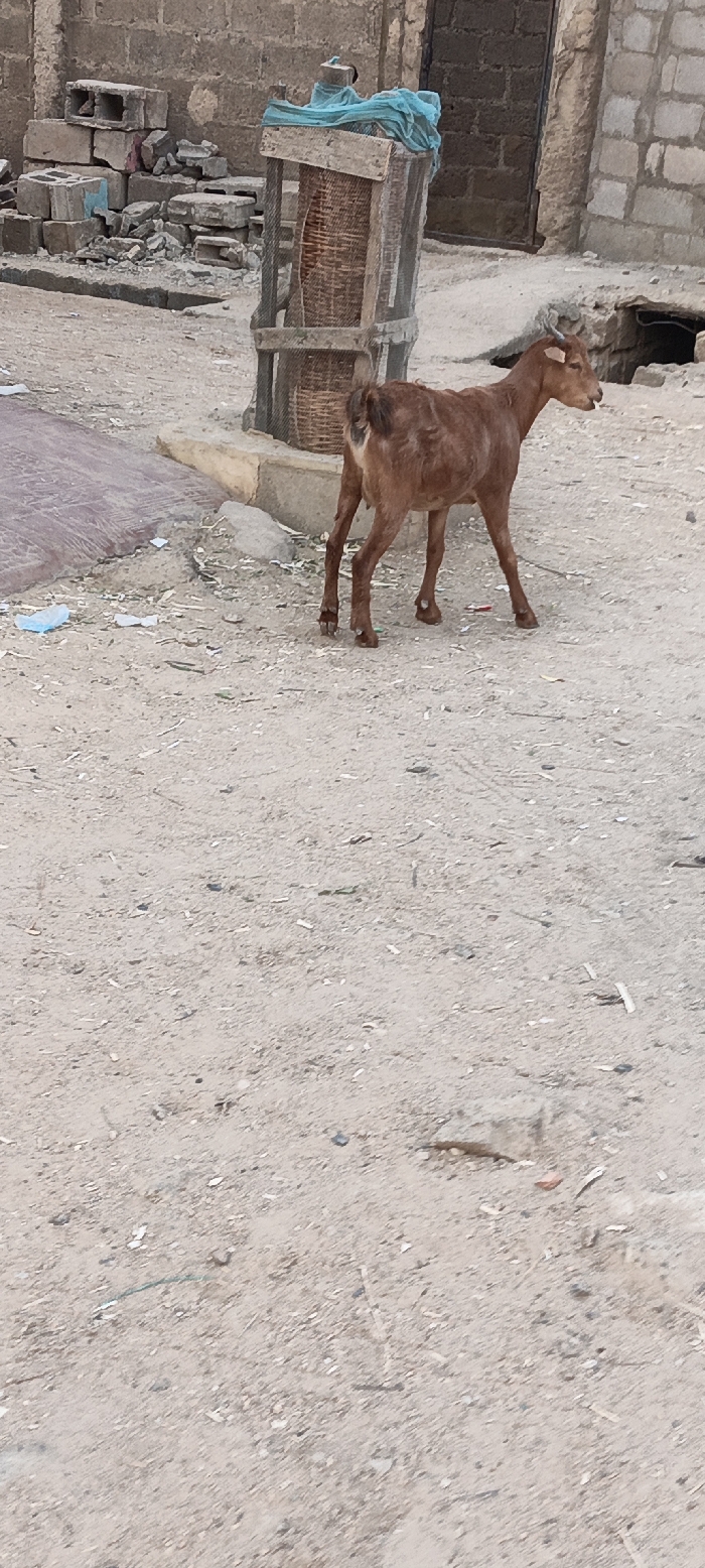 A brown goat stands on a dirt road in a residential area. The goat is slender and appears to be facing right, with its tail slightly raised. Behind it, there's a makeshift wooden and woven basket structure covered with a blue cloth. In the background, a partially constructed building and a stone building with a dark doorway are visible. Scattered debris and a piece of blue plastic litter the ground.