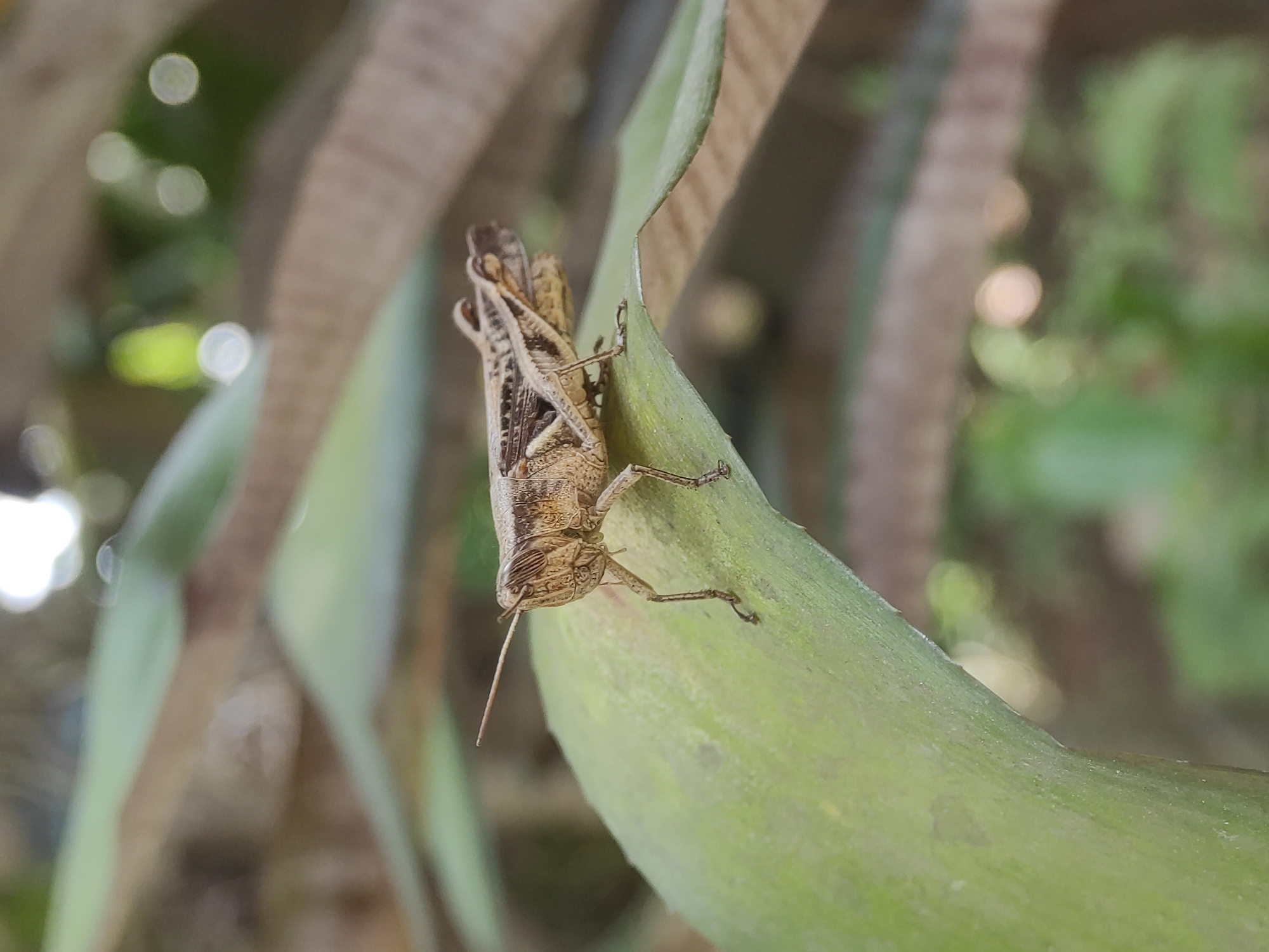 A close-up photograph captures a brown grasshopper perched horizontally on a thick, vibrant green leaf. The grasshopper, exhibiting a patterned brownish and striped body, is positioned with its head facing towards the left side of the frame. Its delicate antennae extend outwards, and its legs are visible, securely gripping the curved surface of the leaf. The leaf itself appears robust and has a slightly textured, somewhat waxy appearance.
The background is heavily blurred, creating a soft bokeh effect with various shades of green and brown, indicating other foliage and natural elements. Several distinct circular spots of bright light are visible in the blurred background, suggesting sunlight filtering through leaves, indicating it is daytime.
The image depicts a tranquil moment with the grasshopper resting on the leaf. There is no dynamic activity taking place. No discernible text is visible within the image. The scene is set outdoors in a natural environment, specifically in Lhokseumawe, Indonesia. The sharp focus on the insect highlights its intricate details and natural camouflage against the green foliage.