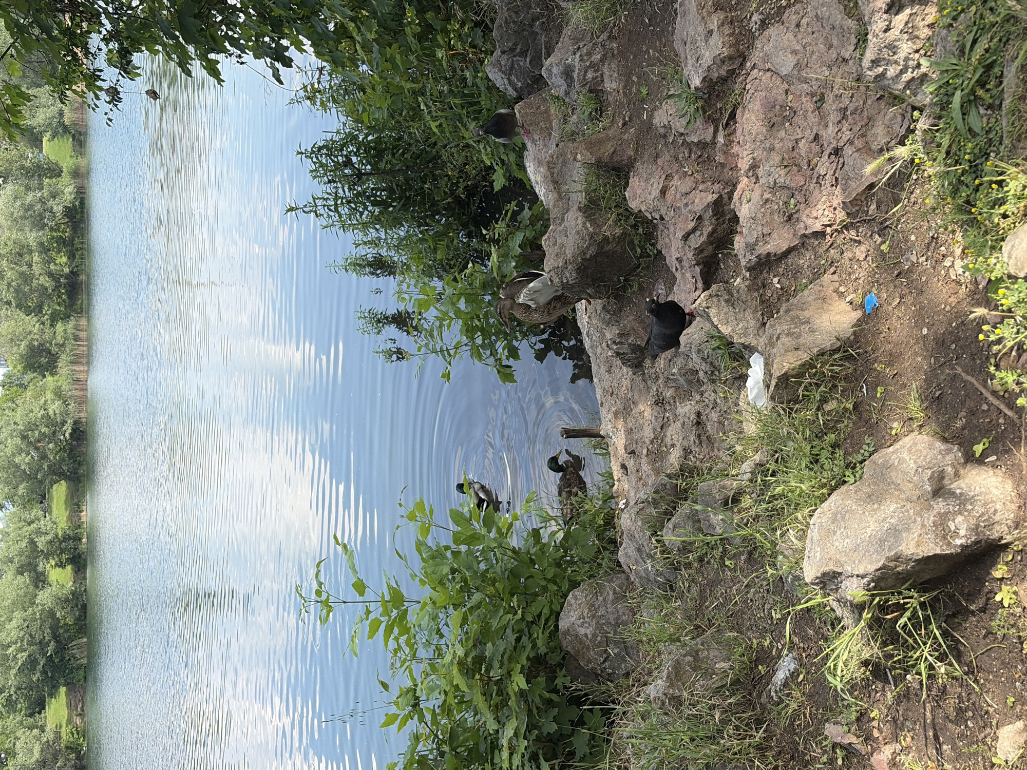 The image captures a sunlit natural scene by a body of water, likely a lake or large pond, located in the city of Unknown, Unknown. The water occupies the upper two-thirds of the frame, exhibiting a smooth, light blue surface with numerous parallel ripples and reflections of the bright sky.
The distant bank across the water features a gentle green slope topped with a line of dense, mature deciduous trees, suggesting a lush parkland. Faint outlines of distant urban structures are discernible above the trees on the horizon.
In the water on the left, two male mallard ducks with iridescent green heads are swimming. The duck further out is facing away, while the closer duck is facing left.
The foreground consists of a rocky, vegetated shoreline sloping downwards to the water on the right. Large, irregularly shaped rocks, predominantly reddish-brown and grey, form the immediate bank. Sparse green grass and weeds grow between the rocks and patches of exposed dirt.
Three birds are present on the shore: A black pigeon with reddish legs and a white patch near its eye stands on a rock in the lower-left corner, facing left. A grey pigeon with reddish legs stands on a higher rock towards the center-right, looking left towards the water. Partially obscured behind a rock near the grey pigeon, a female mallard duck (brown plumage) rests on the ground, facing left towards the water.
Dense green bushes and foliage line the water's edge, particularly on the left and extending across the middle. Taller trees with green leaves are visible on the far right, partially framing the scene from above.
Scattered human litter is visible on the ground; a crumpled white plastic item (possibly a bag or wrapper) lies in the lower-center, and a small blue plastic object is near it. The scene is brightly lit by natural sunlight, casting soft shadows and highlighting the textures of the rocks and ripples on the water.
