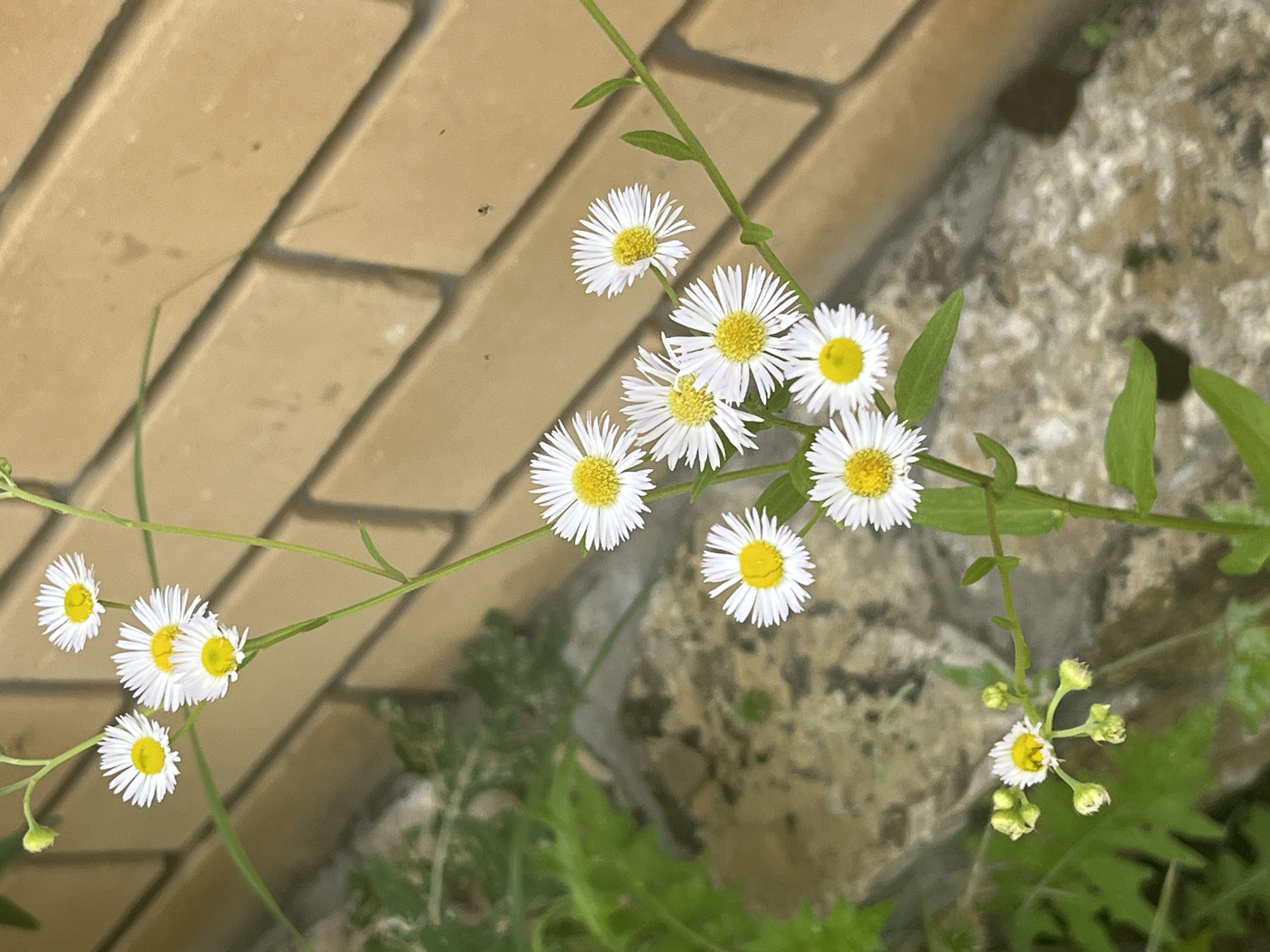 The image shows a cluster of small white flowers with yellow centers, resembling daisies, growing along a green stem. The flowers are arranged in groups, with some in full bloom and others appearing as buds. The background consists of a textured surface, possibly a brick wall, in a light brown color, and some blurred green foliage. The lighting suggests an outdoor setting, possibly in a garden or natural area. The scene is static, with no people or animals present, and no actions taking place. The location is described as Orekhovka, Russia.