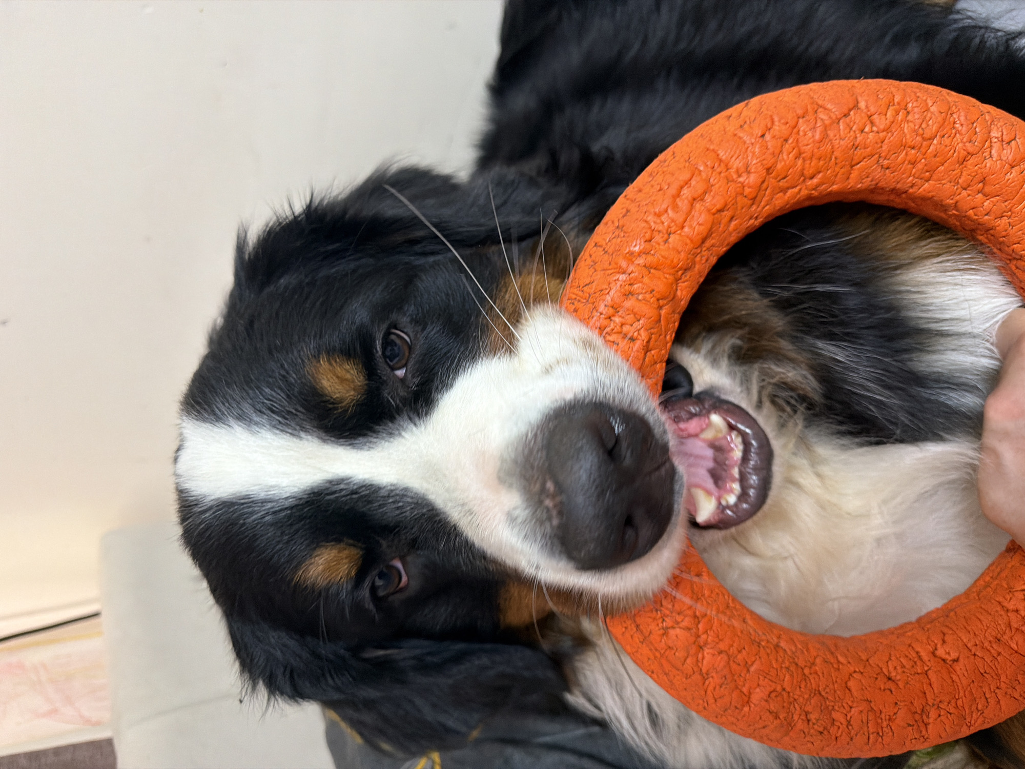 The image shows a close-up of a Bernese Mountain Dog holding an orange ring toy in its mouth. The dog's head is the primary focus, with its black, white, and tan markings clearly visible. The dog's eyes are open and looking forward, and its mouth is open, revealing its teeth and tongue. The orange toy is textured and appears to be made of rubber or a similar material. The background is blurred and appears to be an indoor setting, possibly a couch or chair. There is no discernible information about the location in the city of Чёрная, Russia.