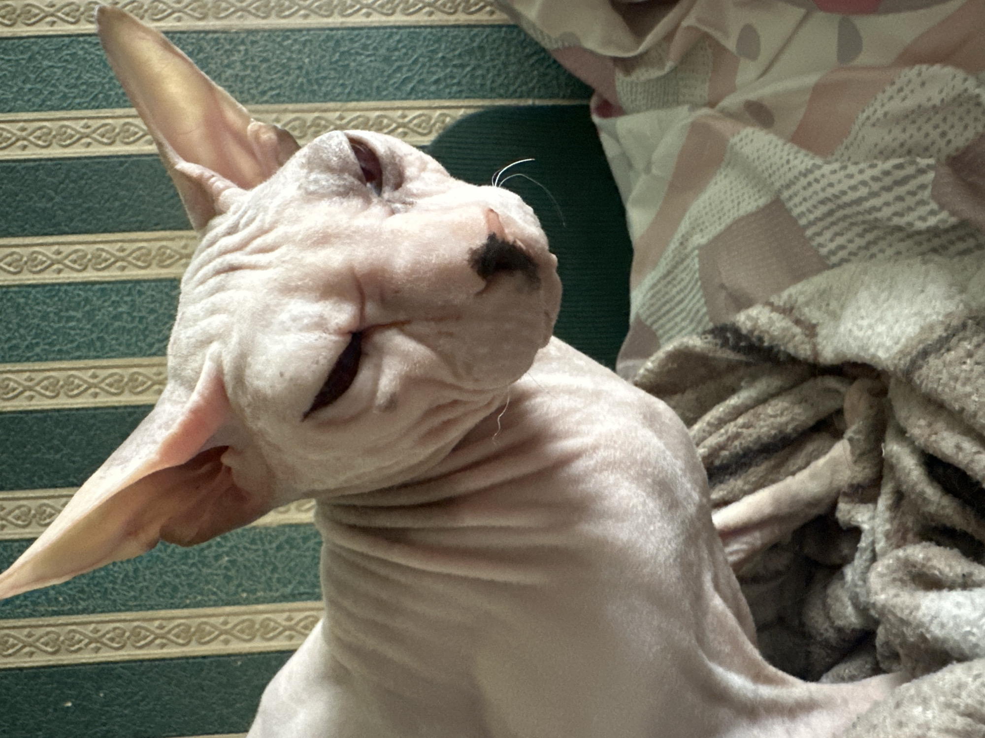 The image shows a close-up of a hairless cat, likely a Sphynx breed, lying down. The cat's skin is wrinkled, particularly around its neck and head. Its eyes are closed, and its head is tilted back, giving it a relaxed or sleepy appearance. The cat has large ears and a dark patch of fur on its nose. It is lying on a surface with a green and beige striped pattern, possibly a rug or blanket, with decorative borders. To the right of the cat, there are soft, textured fabrics that appear to be part of bedding or another blanket, with a pattern of stripes and dots in muted colors. The lighting suggests an indoor setting, possibly during the day. No text is visible in the image.