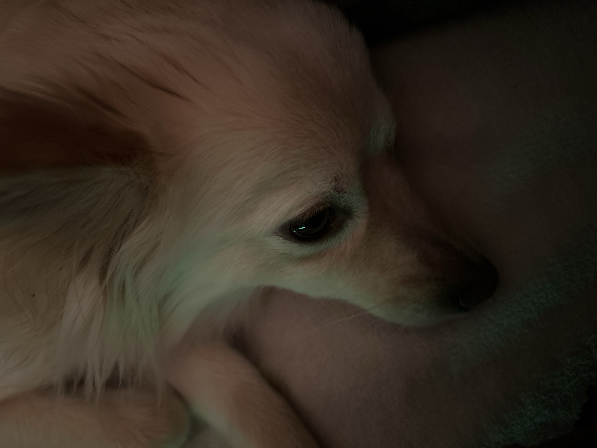 The image shows a close-up of a light-colored dog's face, with its head resting on a soft, light-colored surface. The dog's eye is visible and appears to be looking downward. The lighting is dim, with a greenish hue on the left side of the image. There are no discernible elements in the image that would suggest a specific location in Sofia, Bulgaria.