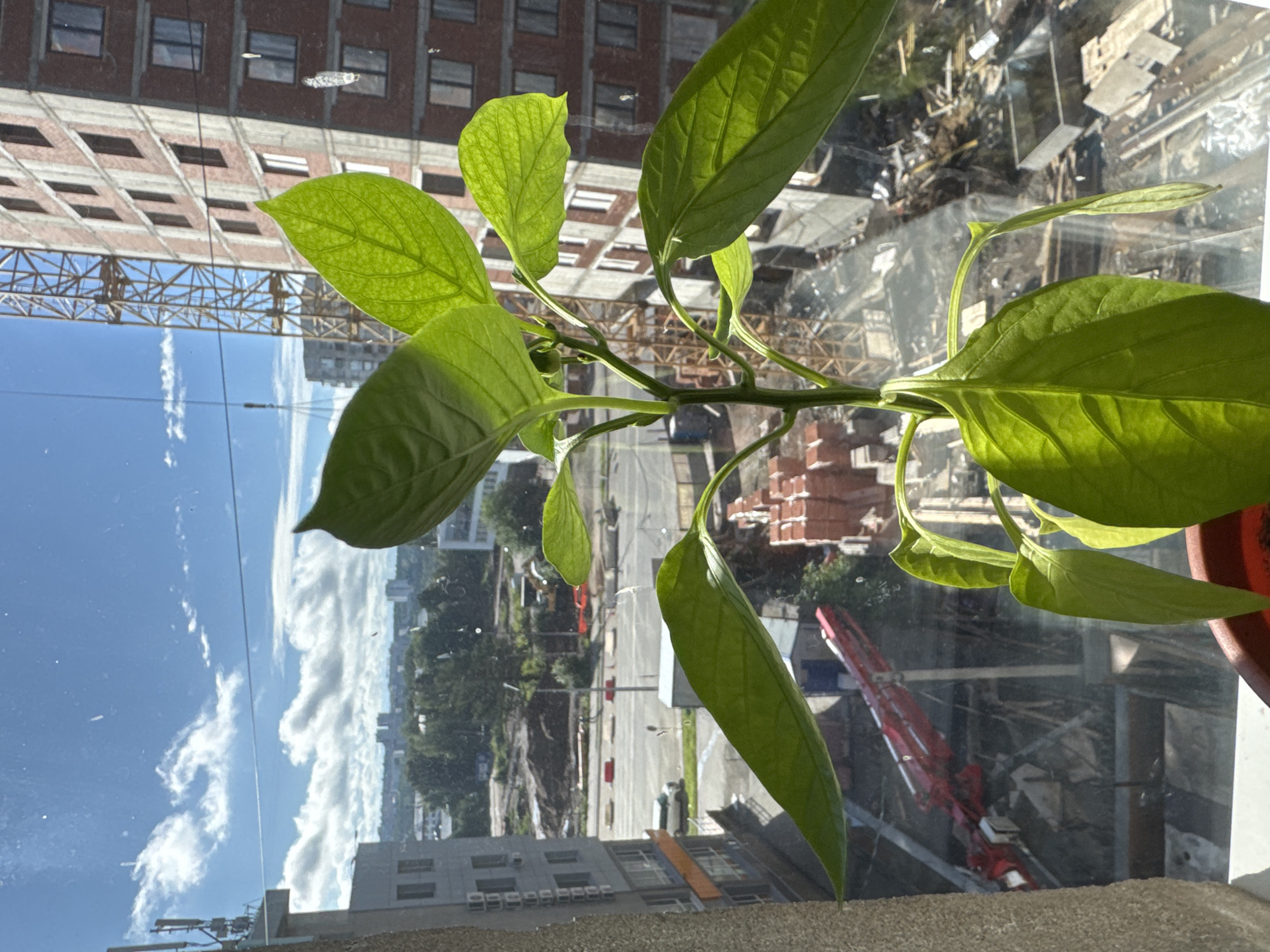 A close-up, eye-level shot captures a vibrant green pepper plant with large, glossy leaves positioned in the foreground, likely on a windowsill. The plant is illuminated by bright sunlight filtering through a window, which also reveals a sprawling cityscape in the background. Dominating the mid-ground is a construction site, characterized by a towering yellow crane and a brick building under construction, its facade featuring rows of windows. To the left, a multi-story residential building is visible, its windows displaying air conditioning units. The immediate foreground shows a brown planter pot containing the pepper plant. The overall scene suggests an urban environment in Ufa, Russia, with a juxtaposition of domestic greenery against a backdrop of ongoing development.