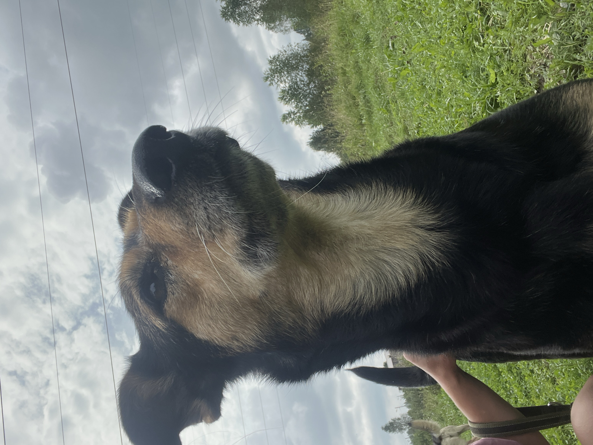 A low-angle medium shot captures a dog in the foreground, its face angled upwards towards a cloudy sky. The dog has black and tan fur, with a white blaze on its chest. Its ears are perked, and its eyes are looking towards the sky. A human hand is visible on the left side of the frame, resting on the dog's back and holding a leash. In the background, a grassy field stretches towards a line of trees under a grey, overcast sky. The image appears to have been taken outdoors in a rural or semi-rural setting. The location is not specified as Nizhny Tagil, Russia.