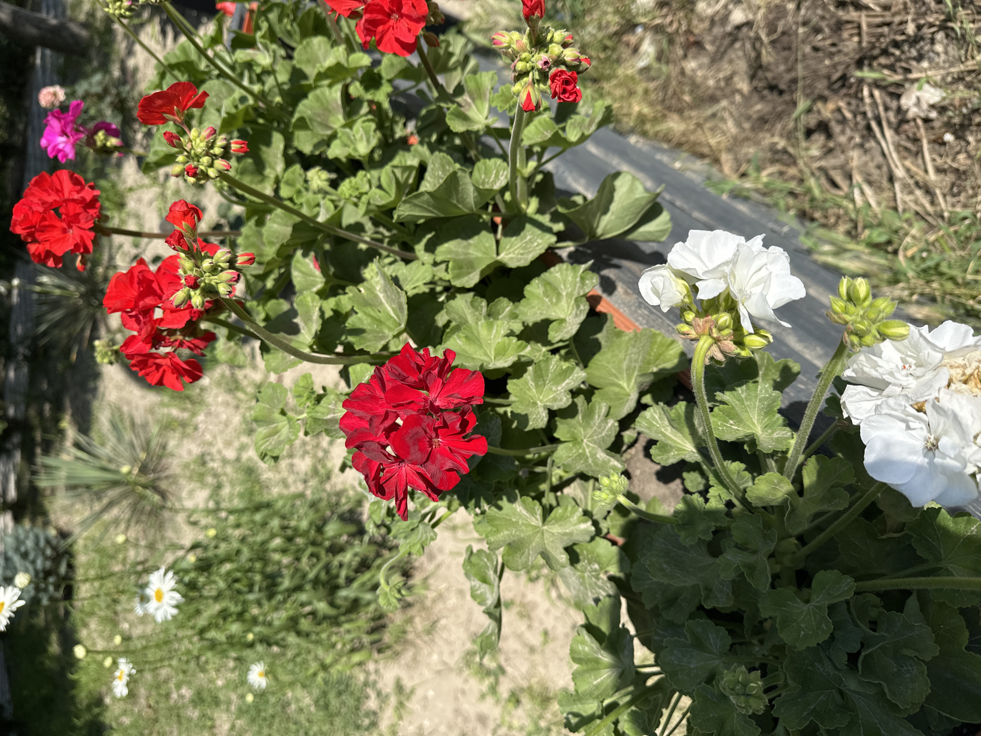 The image shows a close-up view of a planter box filled with red and white geraniums, along with some smaller white daisies and pink flowers in the background, set against a backdrop of dry soil and sparse greenery. The geraniums in the foreground are in various stages of bloom, with vibrant red clusters of petals and unopened buds. Some of the white geraniums are also visible at the bottom of the planter. The planter box itself appears to be made of dark material. The background suggests an outdoor setting, possibly a garden or a park area, with sandy ground and some dry vegetation. There is no indication of people or any specific actions taking place. The image appears to have been taken in a sunlit environment, casting shadows on the plants and ground. The location is identified as being in the city of Strășeni, Moldova.