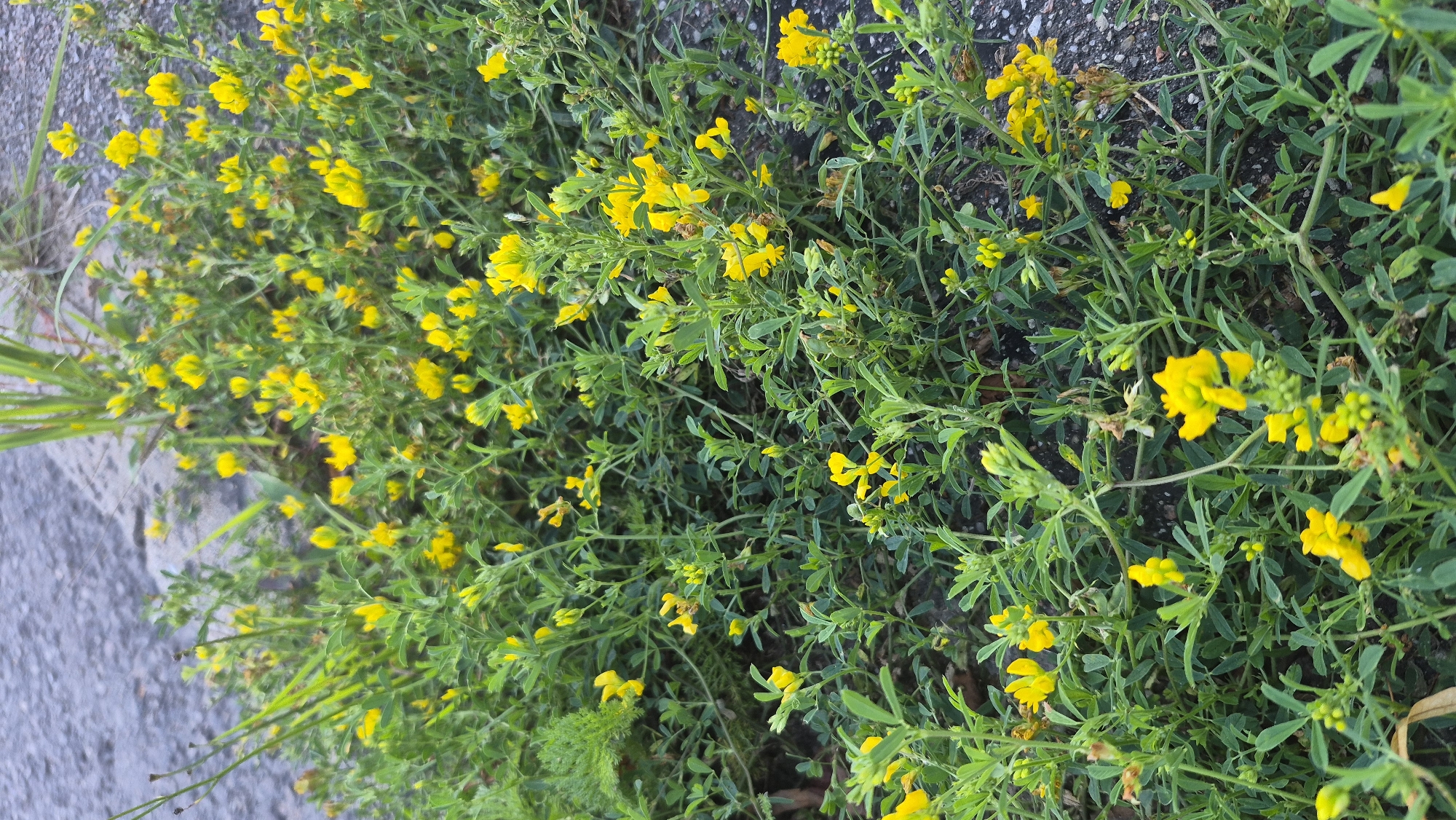 The image shows a patch of bright yellow flowers with green foliage growing alongside a grey, asphalt surface. The flowers are small and clustered, with some individual blooms and some in bud. The foliage is dense and leafy, with thin stems. The background is a blurred grey surface, likely a road or sidewalk, with some hints of green grass or other vegetation. The lighting suggests it is daytime. The location of Krauja, Latvia is not visually evident in the image.