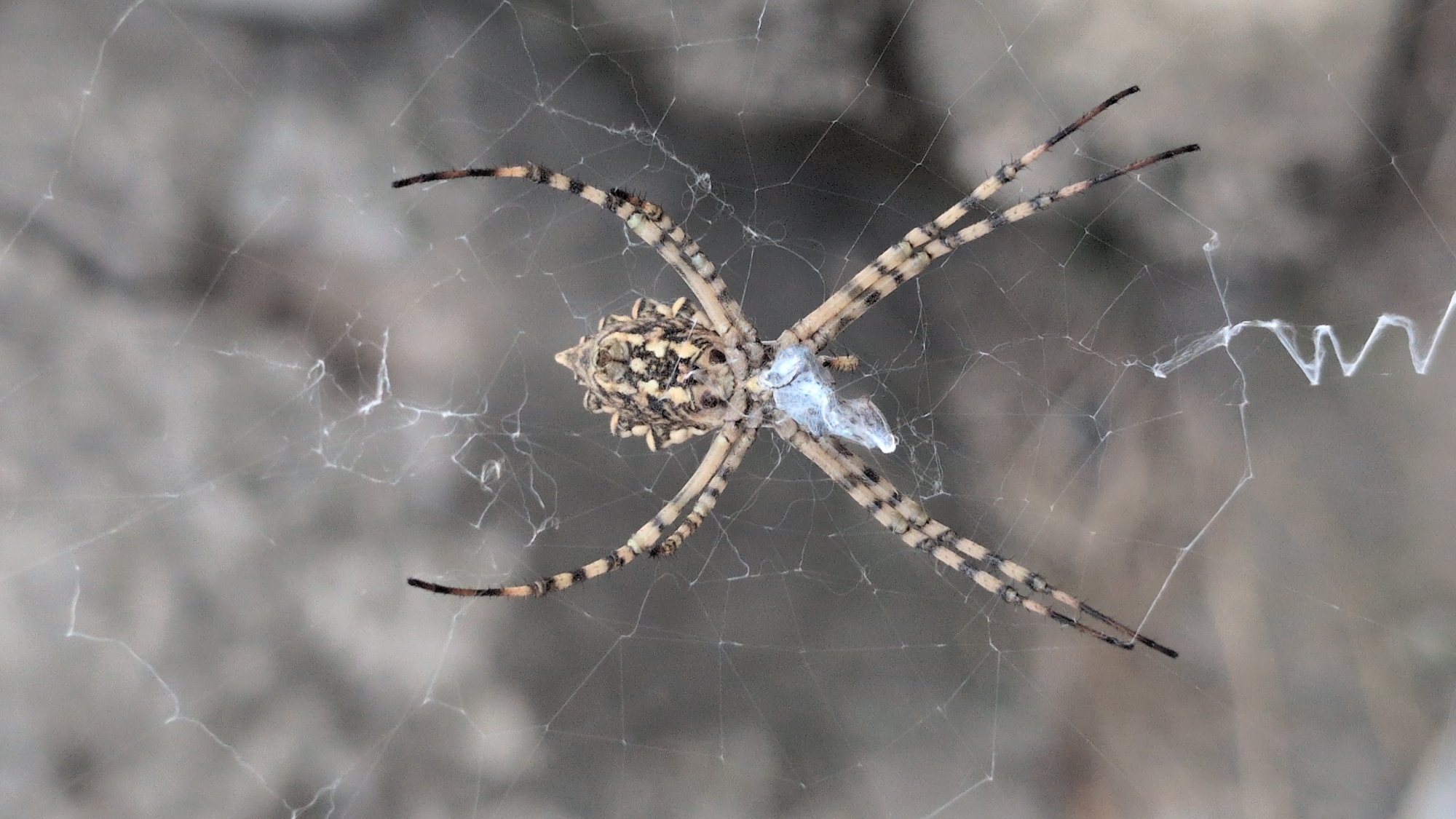 A close-up, vertically oriented, eye-level shot shows a banded garden spider (Argiope bruennichi) in its web. The spider, primarily light brown and black with distinctive yellow bands on its legs and abdomen, is centrally located in the frame, facing upwards. Its legs are spread wide, resting on the intricate, silvery strands of its web, which fills the background with a delicate, almost ethereal network. The spider appears to be consuming a small, light blue prey item, held in its mouthparts. The background is softly blurred, showing a mottled grey and brown texture, suggesting an outdoor environment perhaps with foliage or natural elements. There are no people or structures visible in the image. The scene does not provide any specific contextual information that would allow for localization in Izmail, Ukraine, or any other specific geographic location.