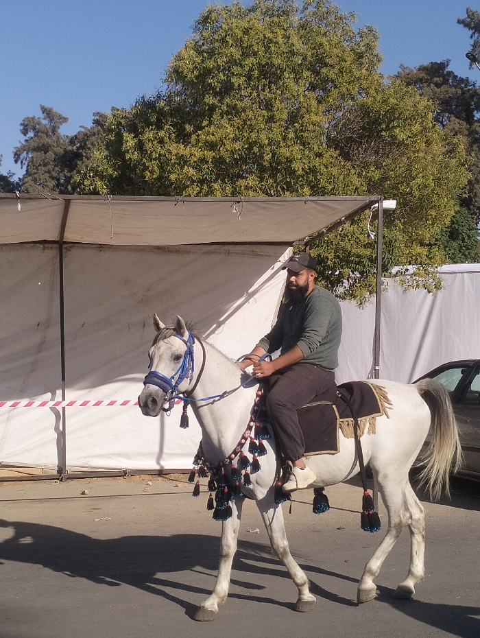 The image depicts an outdoor scene in Homs, Syria, featuring a single adult male riding a white horse. The man wears a dark baseball cap, a dark green long-sleeved shirt, dark trousers, and white sneakers, and has a visible beard. He is seated centrally on the horse, holding the reins. The white horse is adorned with a blue bridle, a decorative breast collar featuring numerous black and blue tassels, and a dark brown saddle pad, also with tassels. The horse is in motion, walking from left to right across a paved surface, casting distinct shadows. In the background, a light-colored fabric canopy structure with a dark frame is visible, partially obscured by the horse and rider. Red and white striped barrier tape is attached to the lower section of this structure. Mature trees with green foliage stand against a clear blue sky in the upper background. A partial view of a dark-colored car is visible on the far right edge of the frame. The scene is brightly lit by natural sunlight.