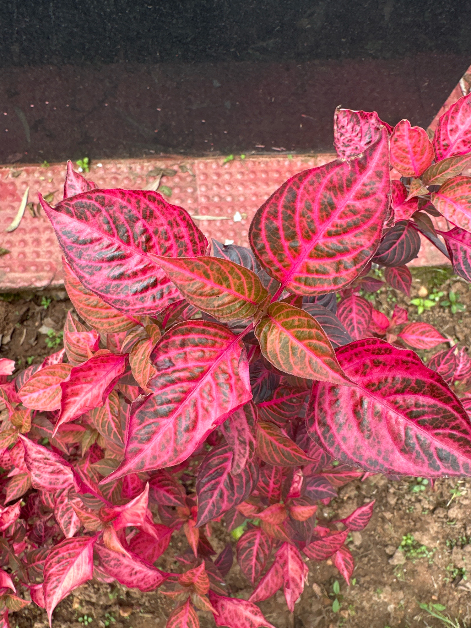 An overhead, medium shot captures a dense cluster of Iresine herbstii, commonly known as bloodleaf, growing outdoors in the soil. The plant's leaves exhibit vibrant fuchsia and crimson hues, intricately veined with dark green to black patterns. The leaves are arranged in an overlapping, somewhat chaotic manner, creating a rich tapestry of color and texture. The ground beneath the plant consists of loose soil with scattered small green shoots and some dry organic matter. In the upper portion of the image, a red textured surface, possibly a tiled walkway or border, is visible, separated from the soil by a thin line of the same material. Behind the red surface, a dark, out-of-focus area suggests a wall or other dark structure. The lighting is even, indicating an overcast day or a shaded location. There are no people or animals present in the scene.