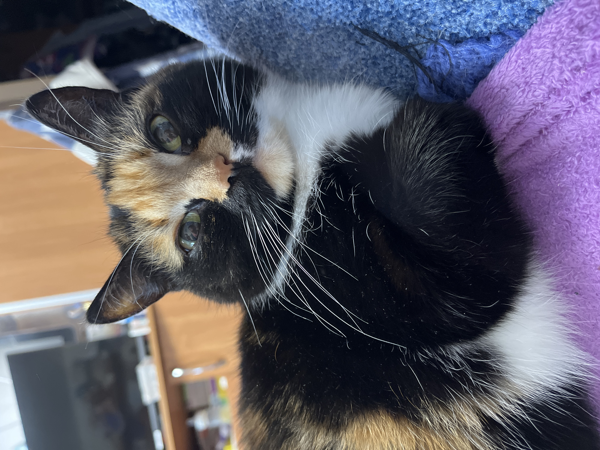 A calico cat with black, orange/brown, and white fur is captured in a close-up, slightly rotated image. The cat is lying on soft, textured blankets, one blue and one purple, and is looking directly at the camera with an inquisitive expression. Its head is tilted, highlighting its prominent white whiskers and bright, reflective green-gold eyes. A small pink nose is visible at the center of its face. The cat's fur shows distinct patches of black, a warm orange-brown, and a clean white on its chest and muzzle. The background, largely out of focus, reveals a light brown wooden surface and hints of indoor furniture or surroundings, suggesting the cat is comfortably resting inside a home. The overall mood is one of calm curiosity. No visible text is present in the image, which is set in Chaikovsky, Russia.