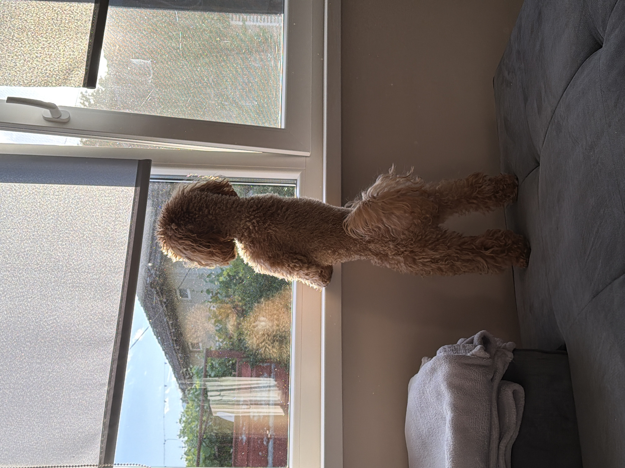 A brown poodle stands on its hind legs, front paws resting on a window sill, looking out. The window is divided into sections with a roller blind partially drawn on the left. Outside the window, a partial view of a building, trees, and a sky are visible. To the right, the edge of a gray couch is visible with a folded white blanket on top. The environment appears to be indoors, in a room with neutral colored walls. The location is unspecified, and the request for the city of Litakovo, Bulgaria cannot be verified.