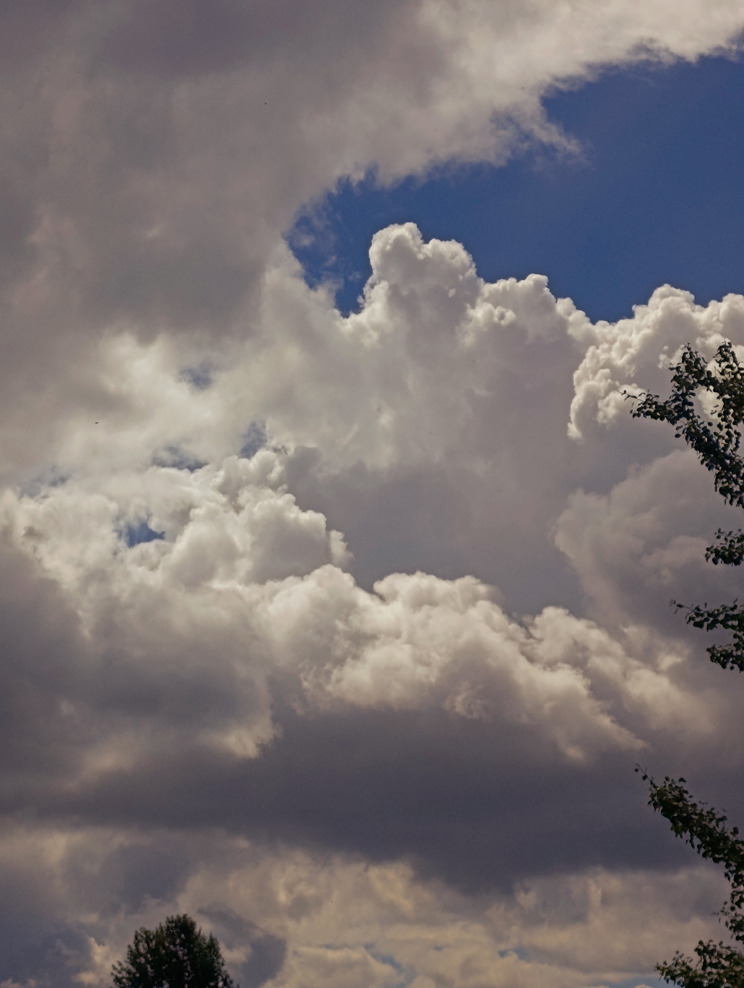 The image captures a dramatic sky filled with a mix of dark, ominous clouds and bright, fluffy cumulus formations against a vibrant blue backdrop. The sunlight pierces through gaps in the clouds, illuminating their edges and creating a sense of depth and texture. In the upper right and lower right corners, the dark, leafy branches of trees intrude into the frame, suggesting they are positioned in the foreground or on the edge of the scene. The lower portion of the image shows the dark silhouette of a tree's foliage, hinting at a natural landscape beneath the expansive sky. The overall impression is one of dynamic weather, with a storm potentially brewing or passing by, creating a visually striking contrast between light and shadow. The location is identified as Unknown, Unknown.