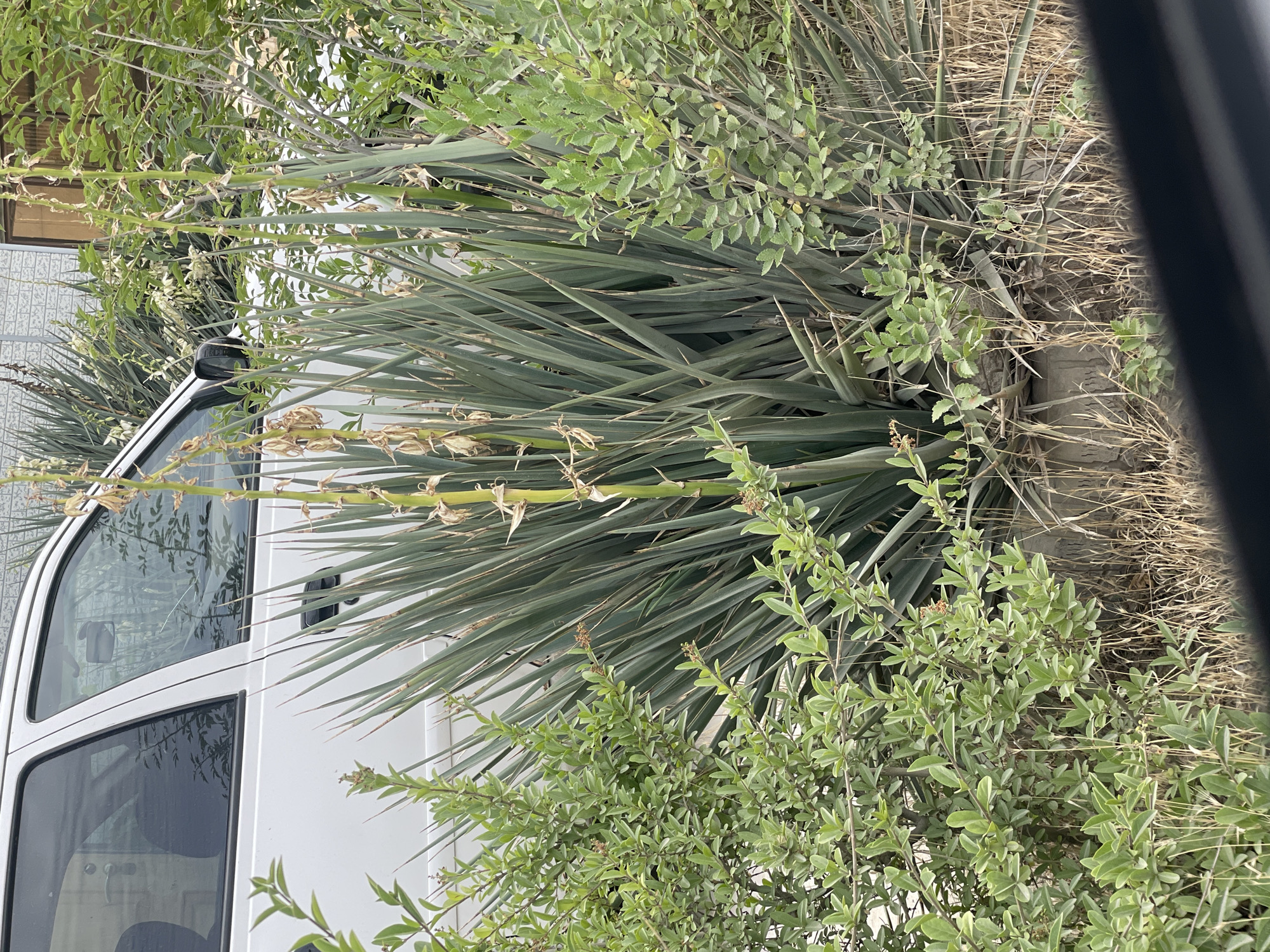 A white vehicle, possibly an SUV, is parked outdoors. The vehicle is partially obscured by a dense cluster of green leafy bushes and tall, sword-like green plants with dried, brown stalks reaching upwards. The ground is covered with dry, light brown grass. In the background, a light-colored, textured wall and some greenery can be seen. The overall impression is a natural setting with a vehicle present. The image is a photograph, taken in Aktau, Kazakhstan.