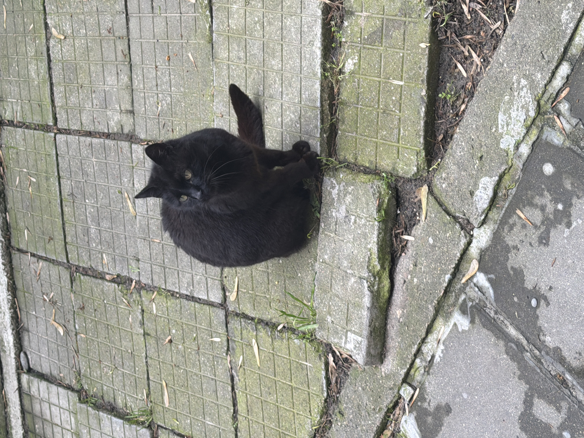 A black cat is curled up on a textured gray concrete sidewalk in Plovdiv, Bulgaria. The sidewalk is composed of square tiles with a grid pattern, many of which are separated by thin gaps where small blades of grass and debris are visible. The cat is positioned on a square tile, next to a raised concrete border where grass grows in the cracks. Another type of gray concrete slab is visible to the right.