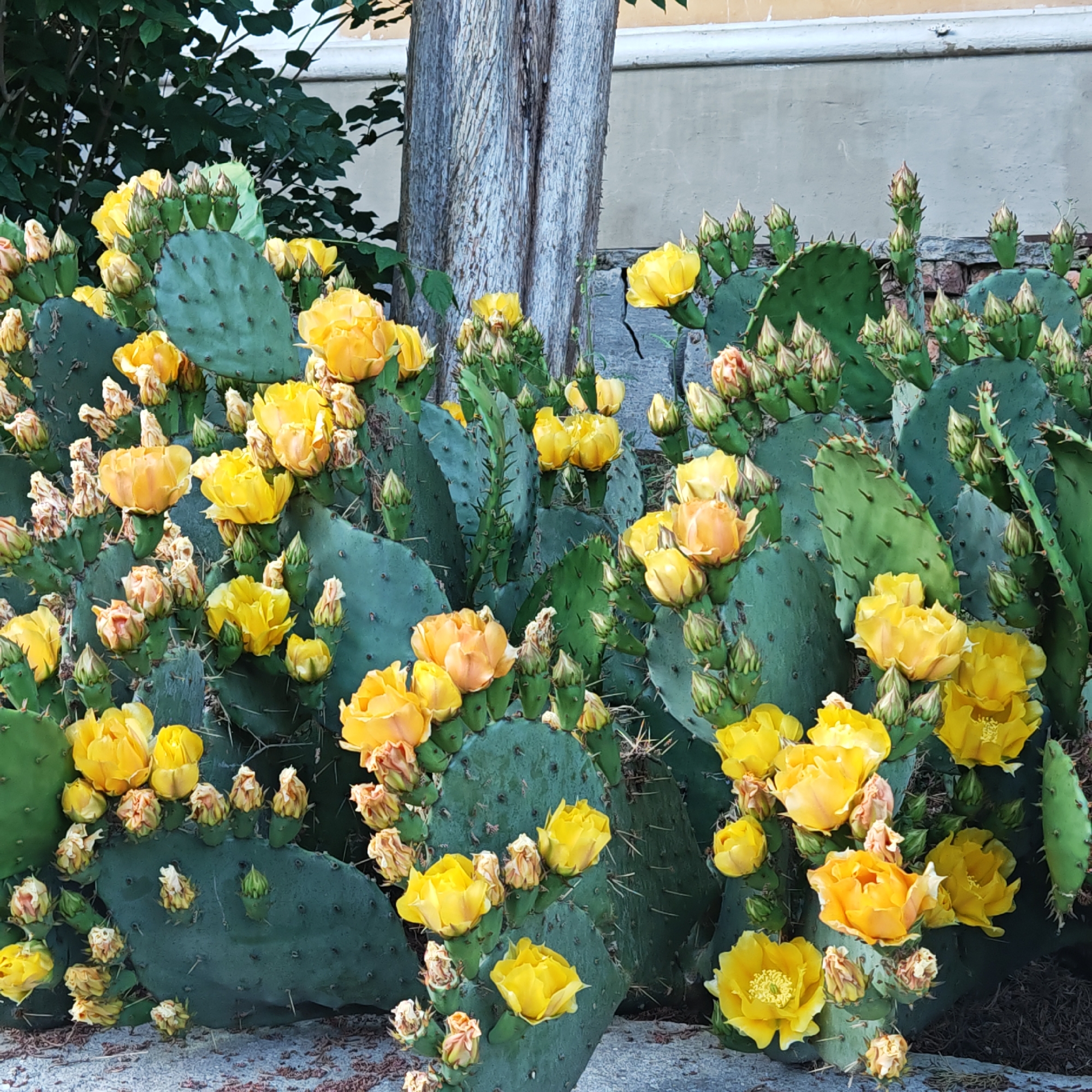 A close-up, eye-level shot captures a dense cluster of prickly pear cactus pads in bloom, situated in an outdoor urban setting. The cactus pads, which are a deep green, are adorned with numerous vibrant yellow and orange flowers, many of which appear to be in various stages of opening. In addition to the full blooms, there are also many unopened flower buds and some dried remnants of past blooms. The cactus is growing in front of a weathered, light-colored textured wall and a thick, rough-barked tree trunk. The foreground features a gray, textured surface, possibly concrete or stone, with scattered dark debris. The overall impression is one of lush, natural growth within a man-made environment. The image was taken in Gurzufsky settlement council, Ukraine.