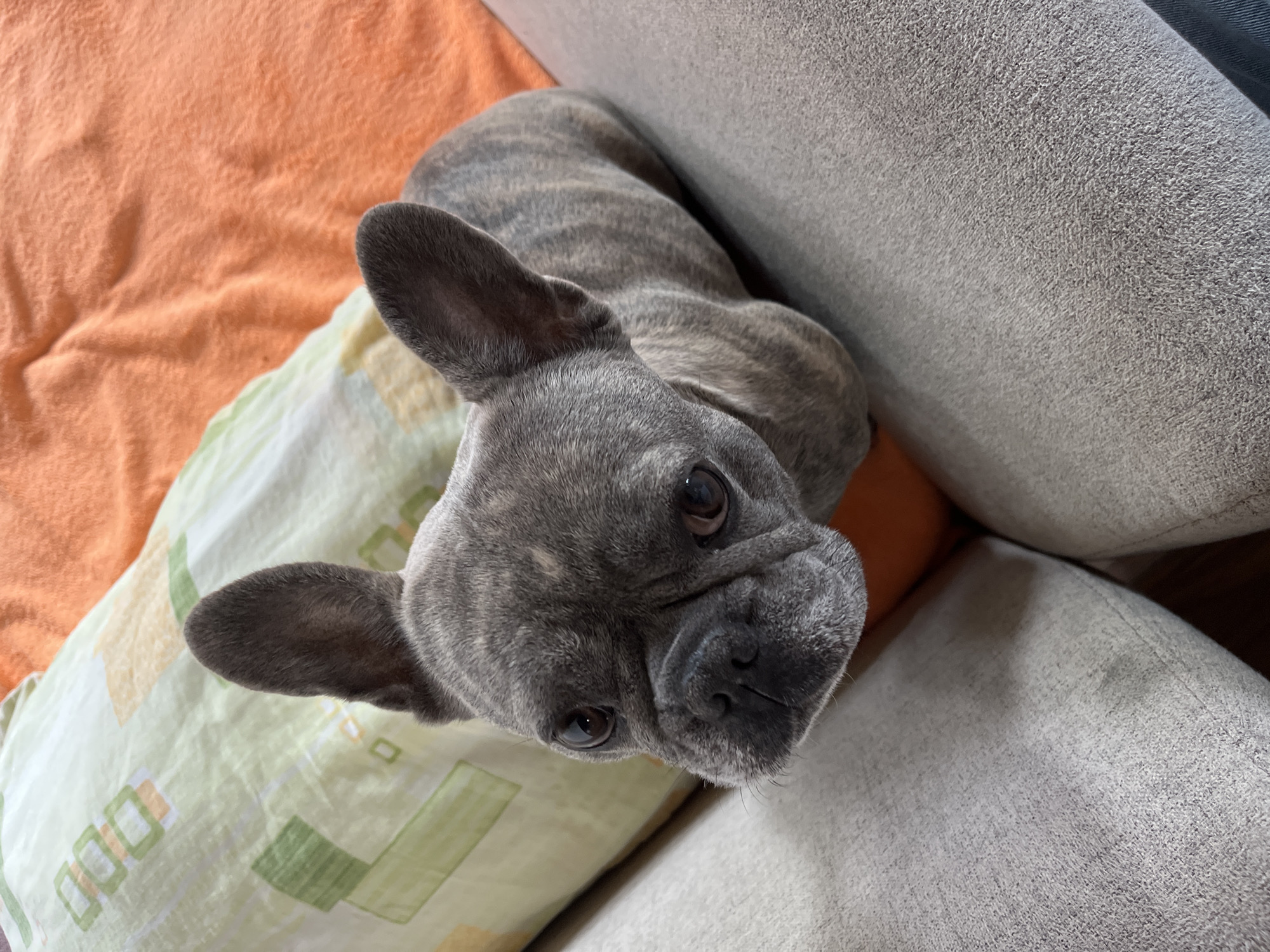 A grey brindle French Bulldog is the central subject of this close-up, high-angle shot. The dog is lying down, snuggled between a light green and white patterned pillow on the left and a grey upholstered couch on the right. Its body, visible as it curls, exhibits a distinct brindle pattern with lighter grey and darker grey stripes. The dog's head is tilted upwards, looking directly at the camera with large, dark, and attentive eyes, conveying a sense of curiosity or engagement. Its prominent, bat-like ears are perked, indicating alertness. Behind the pillow, an orange, soft-looking blanket or throw is visible, adding a pop of warm color to the scene. The lighting suggests an indoor setting, likely during the day, with soft illumination. There is no visible text. The overall atmosphere is intimate and focuses on the dog's endearing expression and features within a cozy domestic environment.