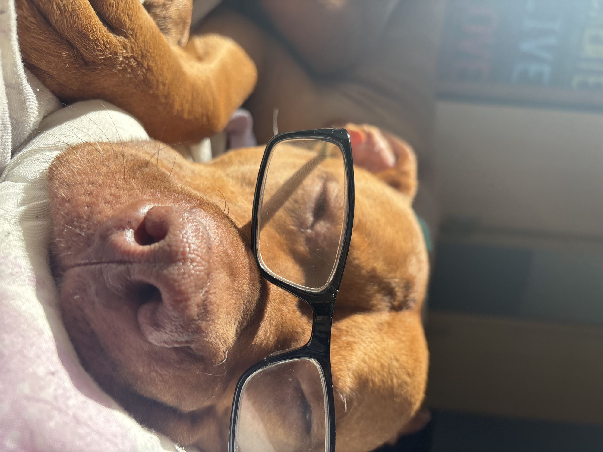 A close-up, eye-level shot shows a light brown dog sleeping on a light-colored cloth. The dog has black glasses placed on its face, slightly obscuring its eyes. The background is blurred, but there appears to be a window with writing on it. Although the city of Sofia, Bulgaria is mentioned, there is no concrete evidence to support this claim within the visual information.
