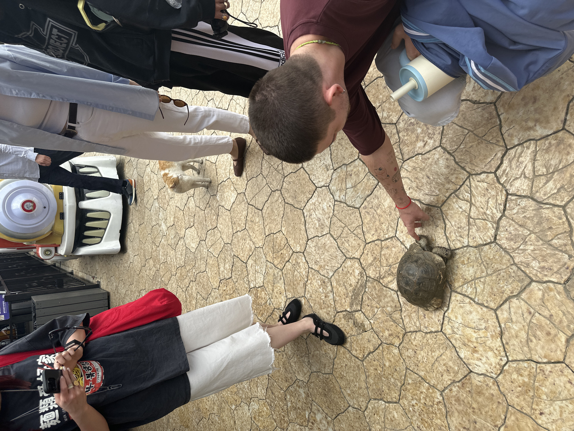 An overhead shot captures a group of people interacting with animals on a textured, light-colored paved ground resembling cracked earth. The scene appears to be an outdoor or semi-outdoor public space in Novo-Zubutli, Russia, during daytime.
In the foreground, a person wearing a burgundy shirt with short hair, a green beaded necklace, and a red bracelet bends down, extending their right hand towards a tortoise. Their left arm features several small, unreadable tattoos. To their right, a blue and white inflatable item, possibly a pillow or seat, is partially visible, along with a white pump.
To the left of the person in burgundy, a light orange and white cat stands, looking away. Further left, a person in white pants and a light blue shirt or jacket stands, with sunglasses hooked onto their collar. Next to them, another individual wears a black and white striped track jacket, with the word "PROJECT" partially visible on the back.
In the bottom left, a person in a black t-shirt with Japanese characters and possibly English text like "NEVER LEA" along with a canned beverage graphic, is holding a smartphone. They wear white wide-leg pants and black Mary Jane-style shoes. A red bag or garment rests beside them. A white and yellow amusement ride or toy car is partially visible on the far left.
The activity suggests a casual encounter, with people observing and interacting with the animals, and one person capturing the moment with a phone. The overall mood appears calm and curious.