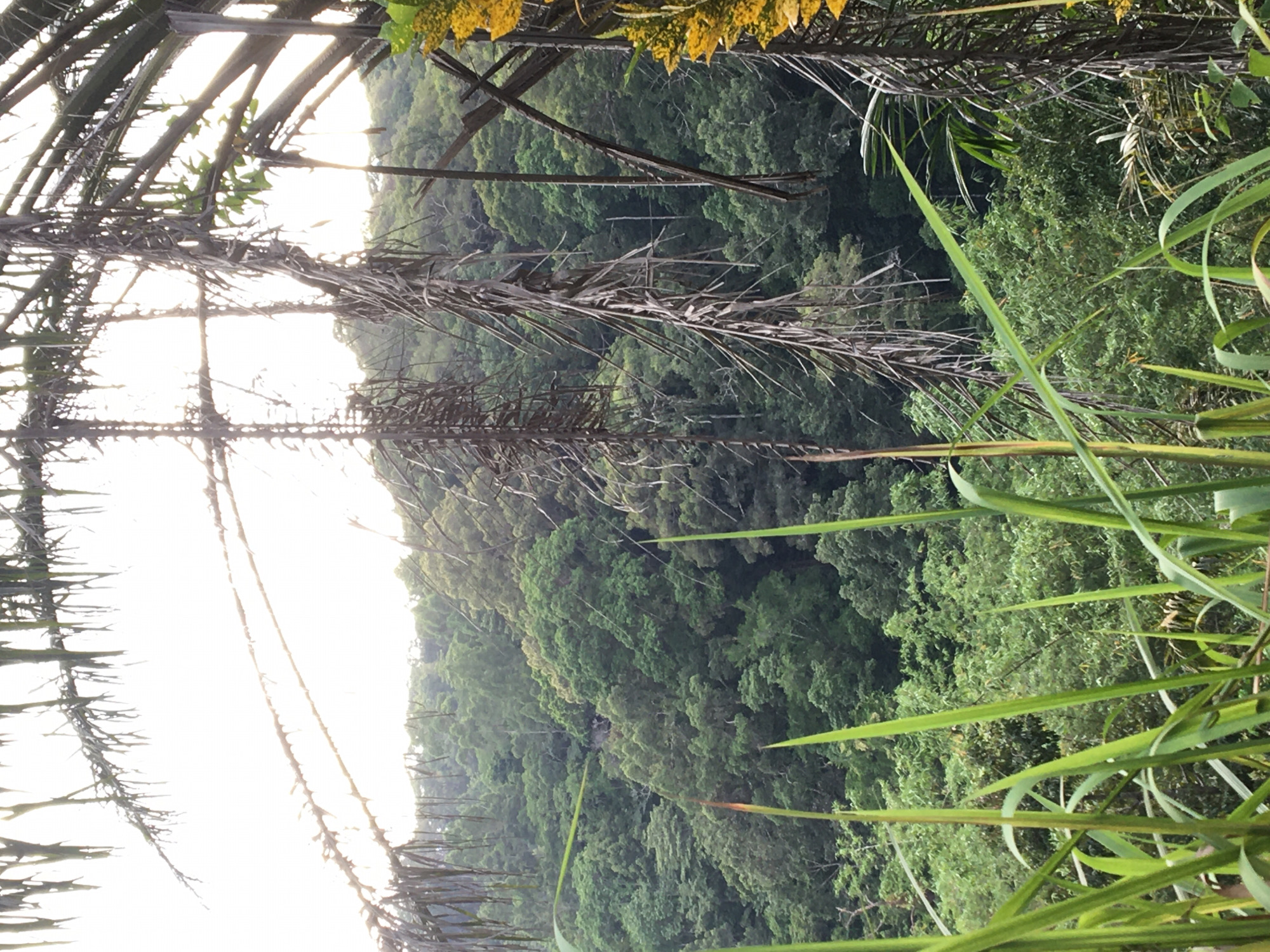 The image, taken from a low angle, depicts a dense tropical forest environment in Baan Thong Nang, Thailand. The foreground features tall, thin blades of green grass and dead palm fronds creating a natural frame. Behind the frame, a steep hillside is covered in lush green trees, forming a dense canopy. Sunlight filters through the trees, creating variations in the intensity of the green hues. A dilapidated wooden structure, possibly a building or observation point, is partially visible at the top of the image, further highlighting the landscape.