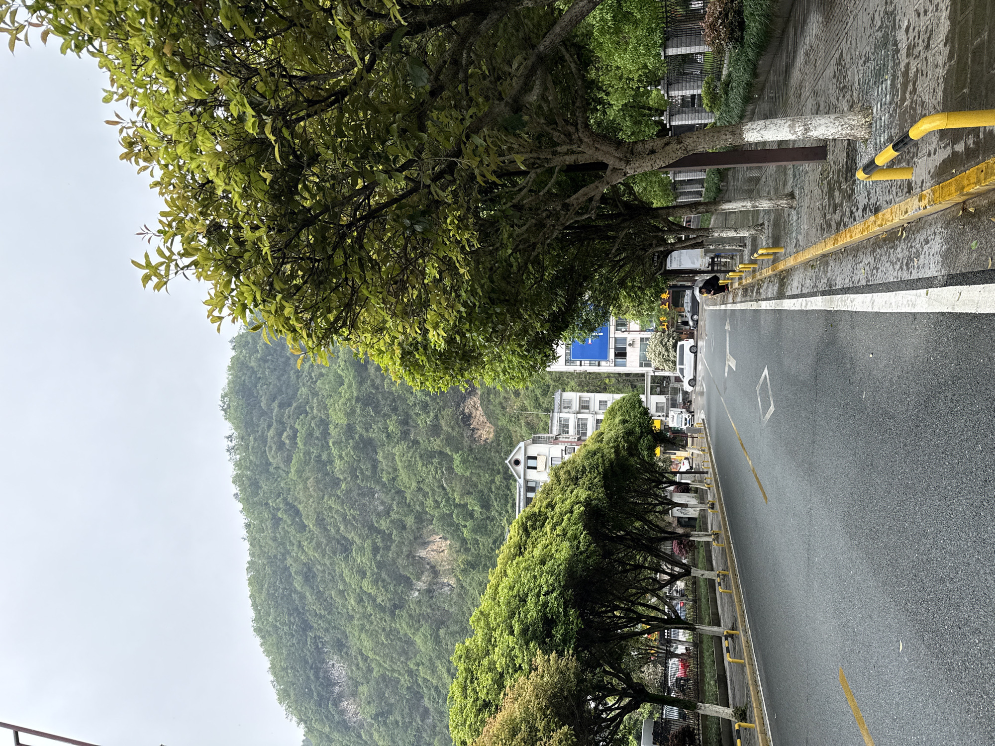 The image presents a street scene in Wulingyuan, China, captured on an overcast day with indications of recent rain, as suggested by the wet asphalt and damp appearance. A two-lane road with yellow and white markings stretches diagonally across the frame.
On the left side of the road, a sidewalk is lined with a row of trees featuring dense, vibrant green foliage, some exhibiting lighter green new leaves. The trunks of several trees are painted white. Beyond the trees and sidewalk, multiple white-facaded multi-story buildings are visible, positioned against the base of a large, heavily forested mountain that dominates the background with its lush green slopes.
On the right side of the road, a series of yellow barriers or bollards, some with black stripes, separate the road from another paved area. Further down the street, various parked vehicles, including vans and cars, can be seen. One person is briefly visible on the sidewalk in the middle ground, near a tree, appearing to be sitting or crouching.
The sky is uniformly gray and cloudy, contributing to the soft, diffused lighting. The primary colors in the scene are the diverse greens of the foliage, the grays of the sky and road, and the striking yellows of the road markings and barriers. Visible text includes white arrows and lines painted on the asphalt, though text on a distant blue sign is illegible.