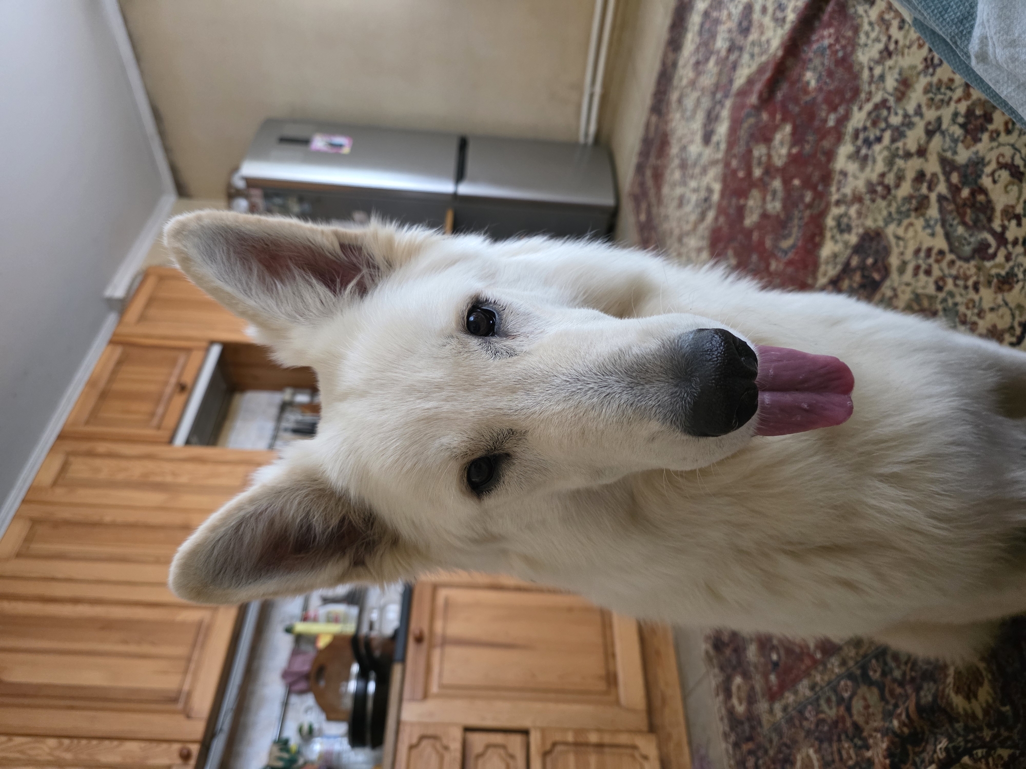 A white German Shepherd dog sits on a patterned rug in what appears to be a kitchen. The dog's tongue is hanging out, and it is looking directly at the camera. Behind the dog, there are wooden cabinets, a refrigerator, and a counter with various items. The lighting is natural, suggesting it is daytime. The background is slightly blurred, making the dog the clear focal point.