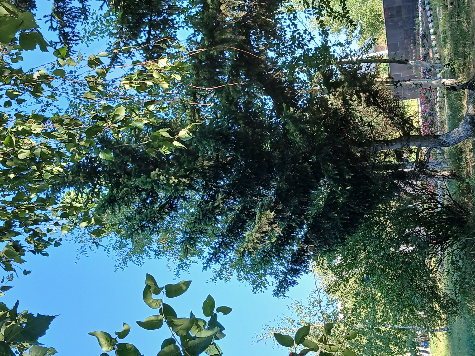 The image captures a bright, sunny day in Makinsk, Kazakhstan, featuring a lush green landscape dominated by various trees under a clear blue sky. In the foreground, a tall, dark green coniferous tree stands prominently, its branches dense and reaching upwards. To its right, a slender birch tree with white, papery bark adds a contrasting texture. In front of these larger trees, a bushy green shrub is visible, its leaves catching the sunlight. The middle ground reveals more trees and foliage, creating a dense natural setting. In the background, a dark, low-lying structure, possibly a memorial wall or monument, is partially visible. Rows of small white markers and colorful flowers suggest a memorial park or cemetery. The ground is covered in green grass and dry vegetation, indicating a natural outdoor environment. The overall impression is one of a peaceful, green space on a summer day.
