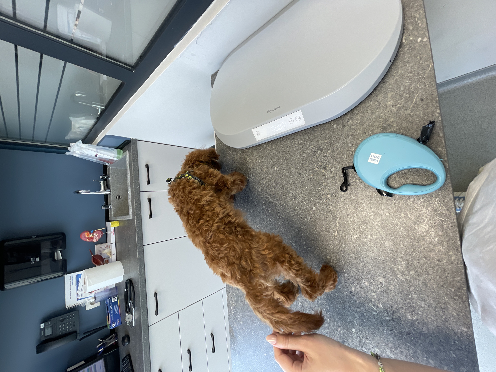 A small, brown, curly-haired dog is lying on a gray countertop. The dog has a green collar. A person's hand, presumably holding the dog, is visible in the lower right corner of the image. Next to the dog is a white digital scale and a light blue dog leash. In the background, there is a dark blue wall and white cabinets. A sink and various items such as a stethoscope, calculator, and medical supplies are visible on the countertop. The location is most likely a veterinary clinic. There is no evidence to indicate it is in the city of Sofia, Bulgaria.