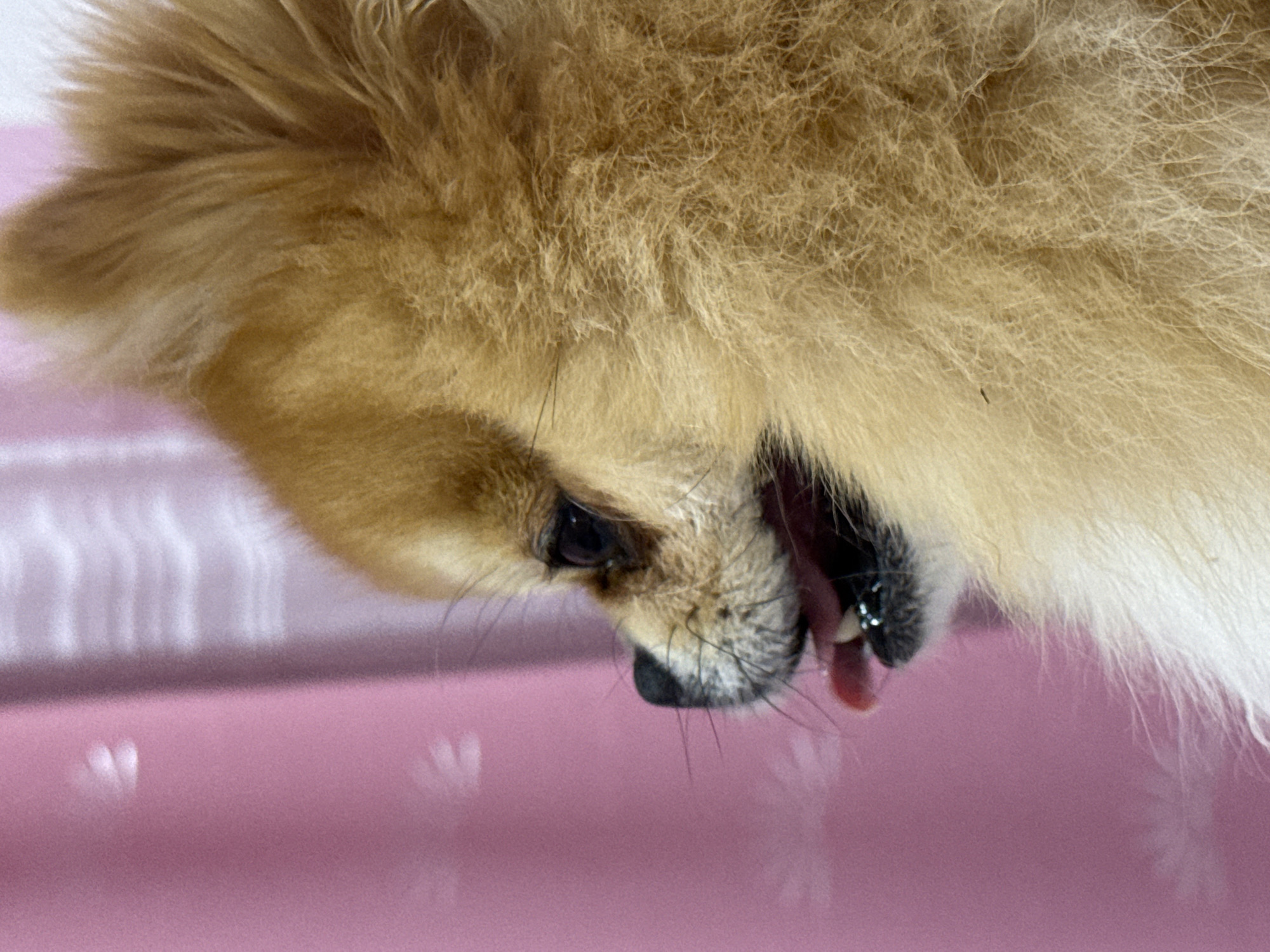 The image shows a close-up of a Pomeranian dog's head, angled downwards. The dog has fluffy, tan-colored fur. Its eye and nose are visible, along with a small portion of its tongue protruding from its mouth. The background is a smooth, light pink surface, possibly a table or countertop. There is no indication of the location as Unknown, Unknown or any other specific place.